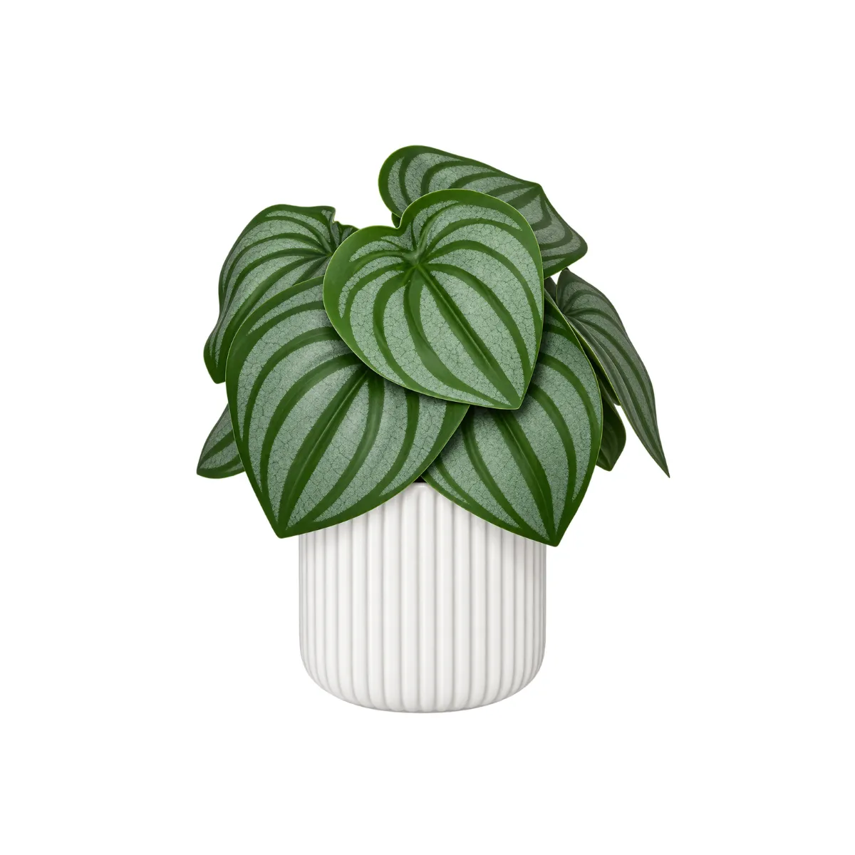 7"H FAUX WATERMELON PEPEROMIA - WHITE POT - RIBBED