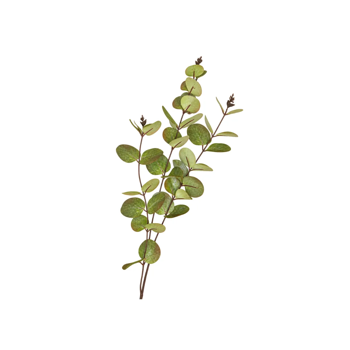 GREEN EUCALYPTUS STEM BUNCH