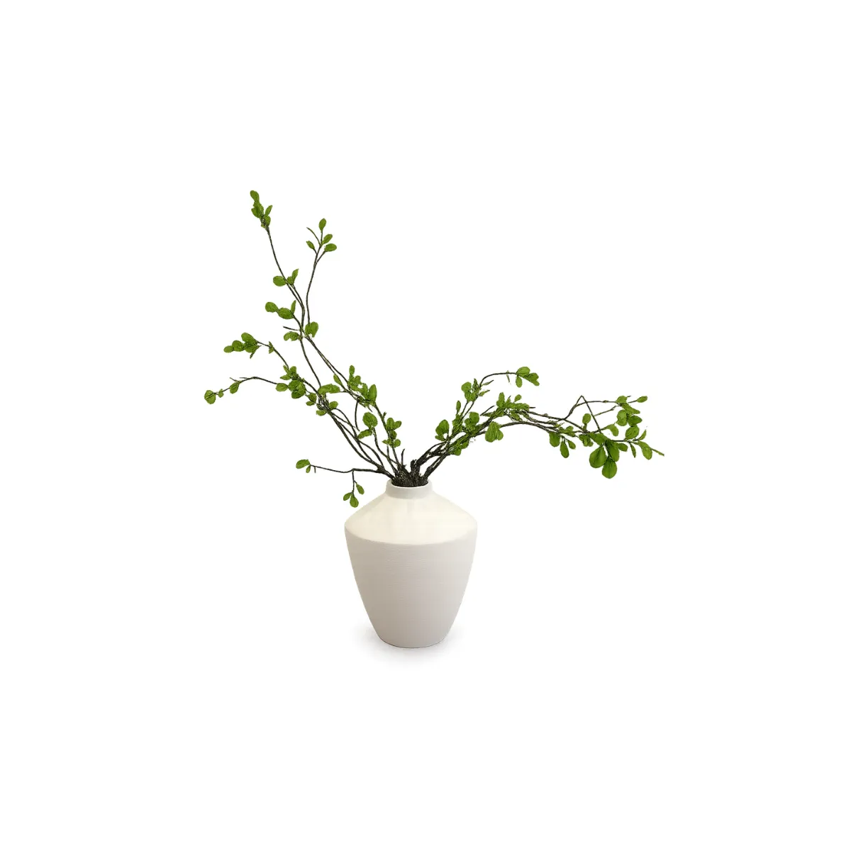TALL FICUS STEMS