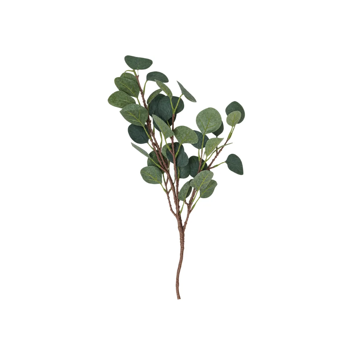 GREEN EUCALYPTUS LEAF STEM