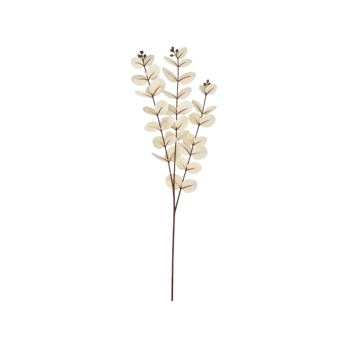 CREAM EUCALYPTUS BRANCH