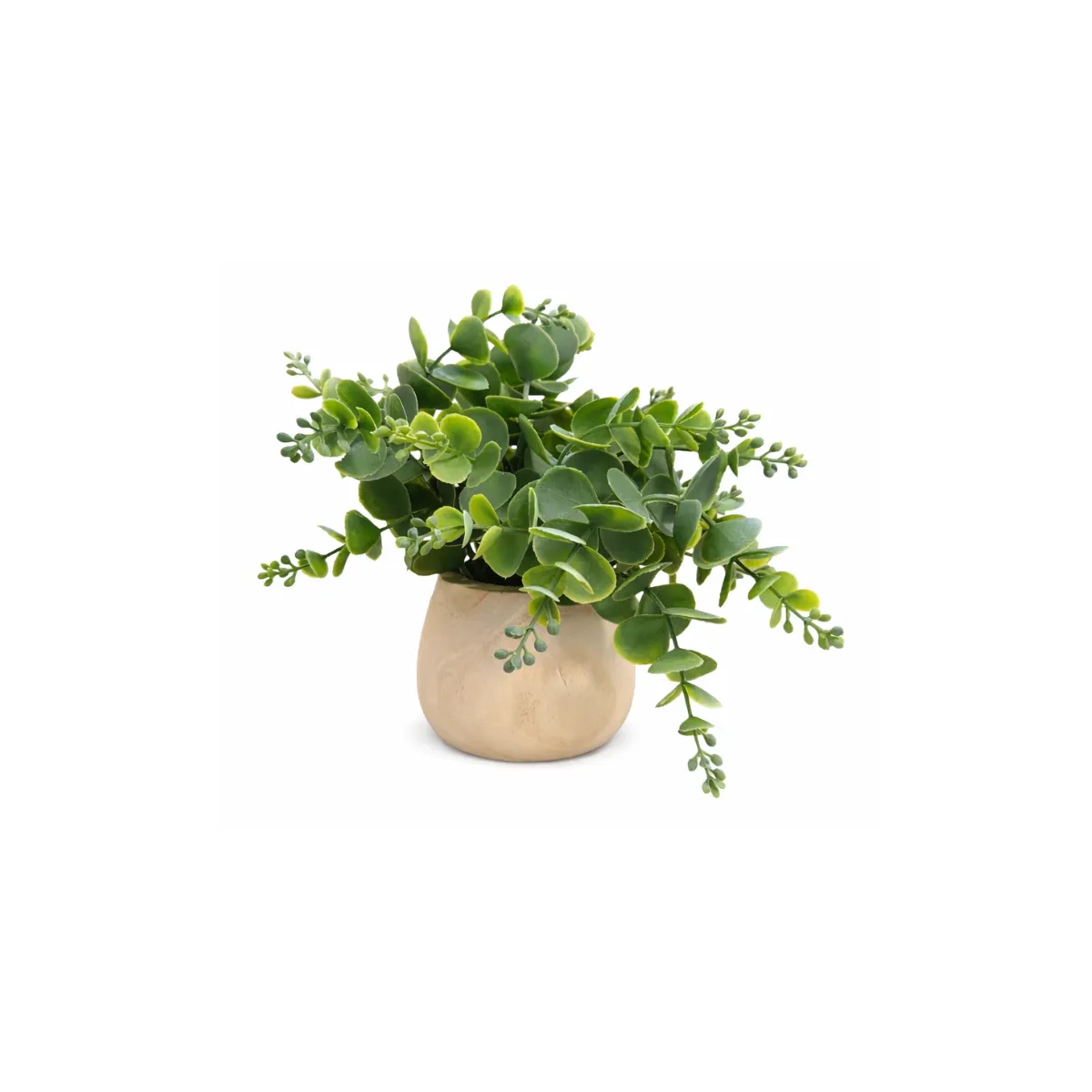 MINI EUCALYPTUS POTTED PLANT