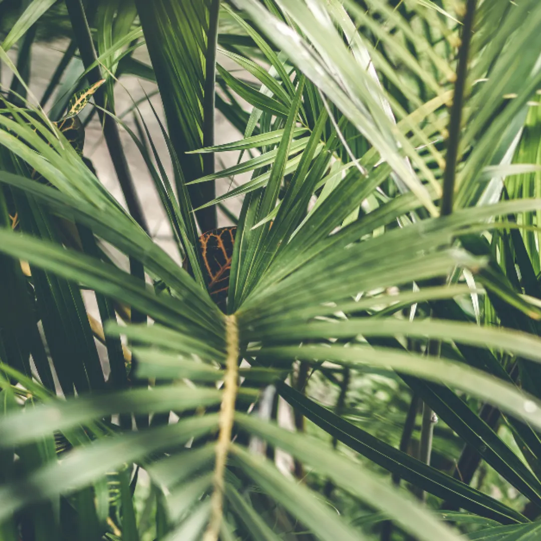 Wedding Ceremony Hire Packages