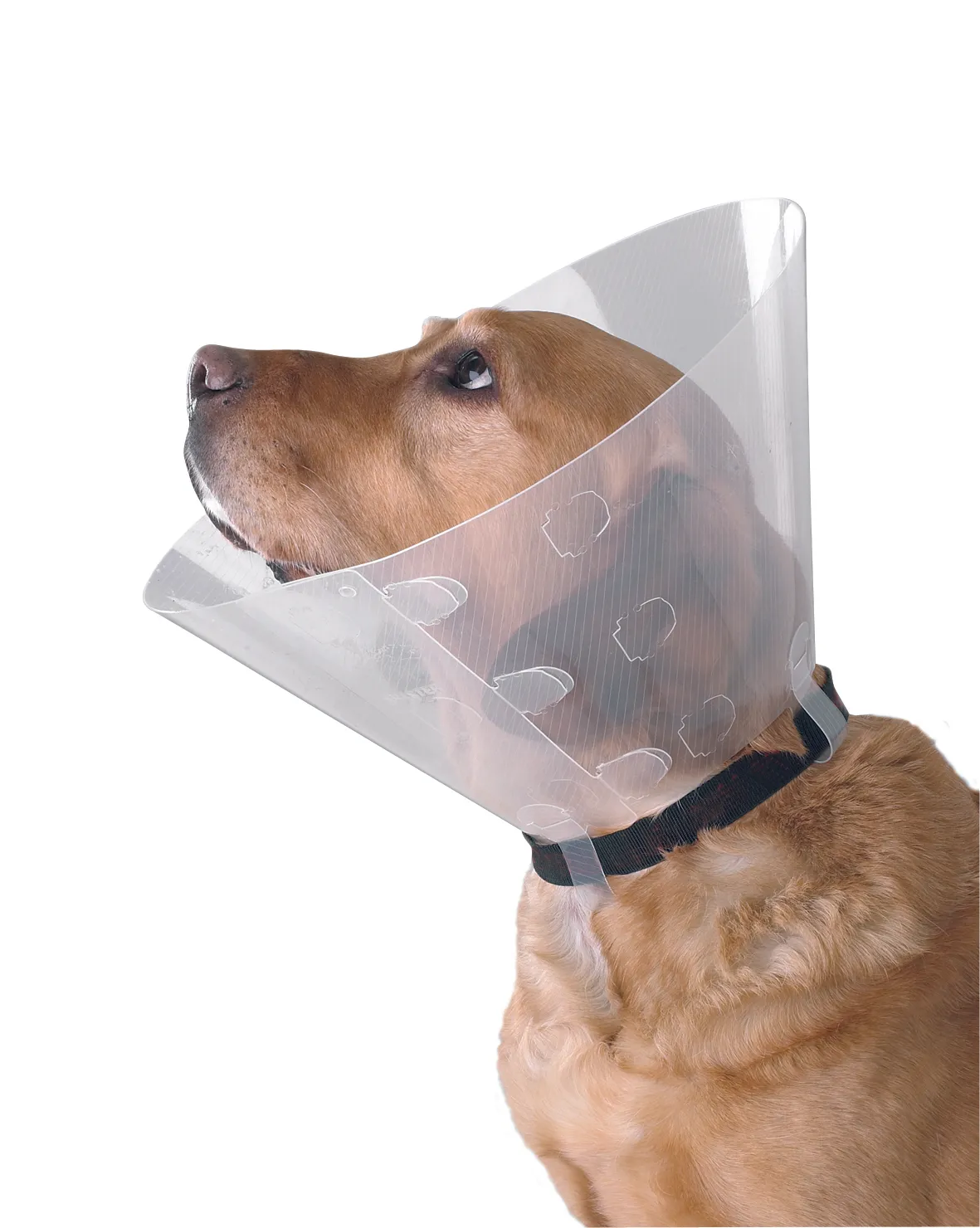 אליזבט לכלבים