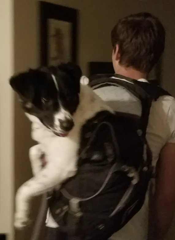 Pet Package