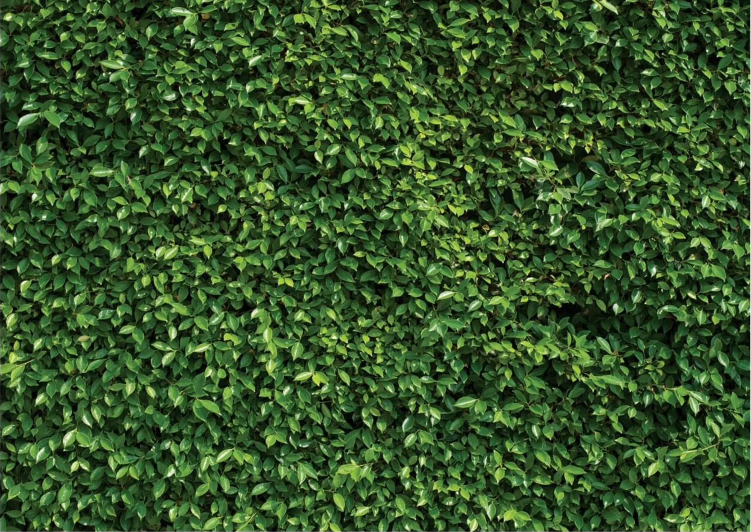 Greenery Wall