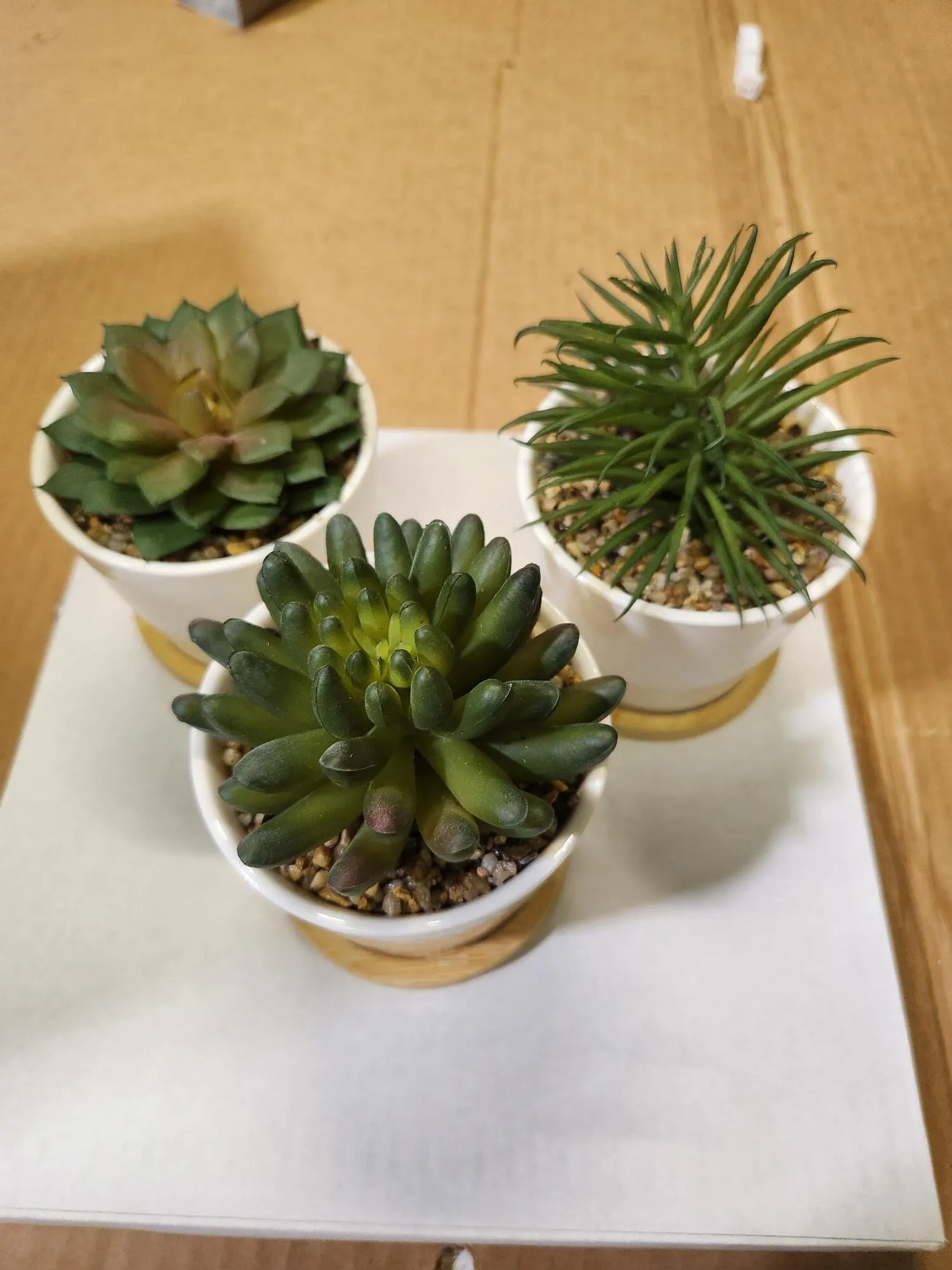 Plant Decor