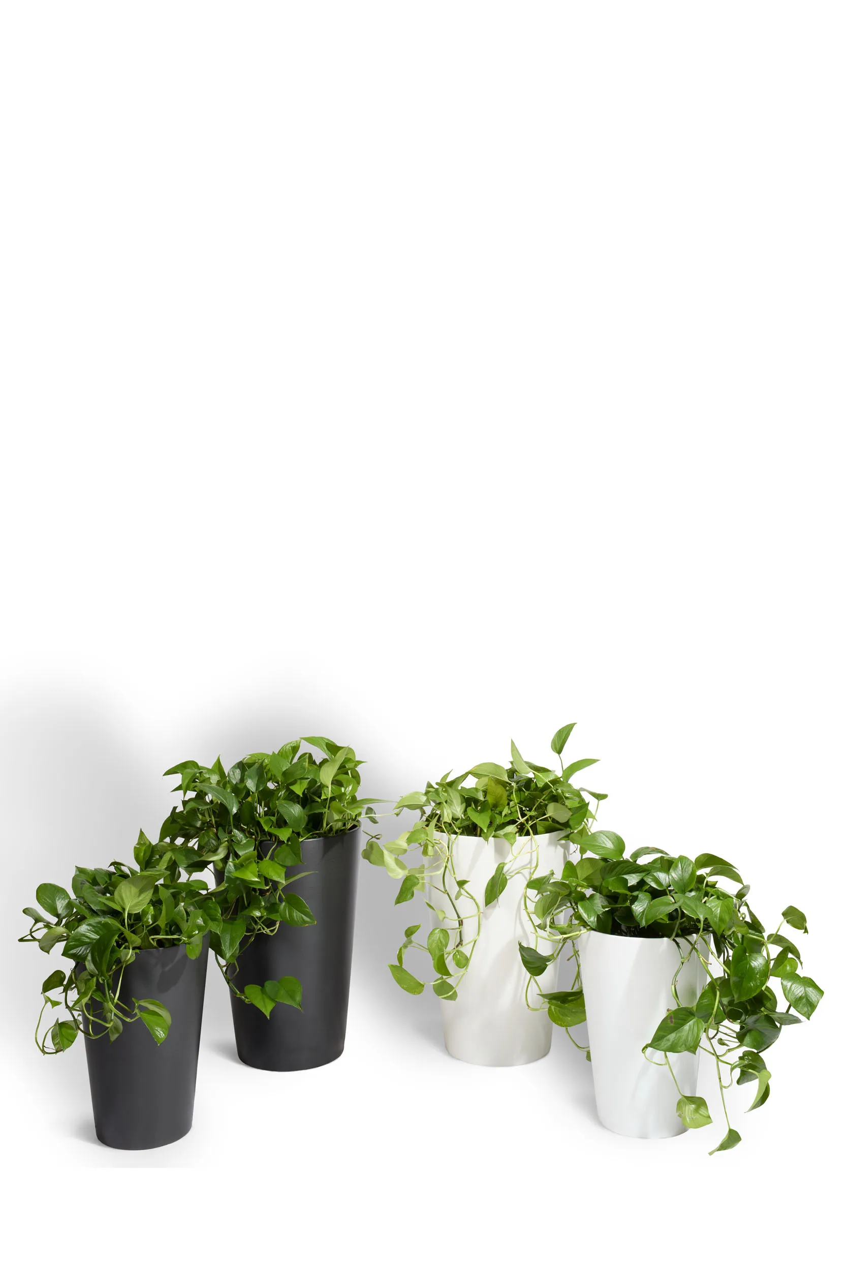 2-3' Plants