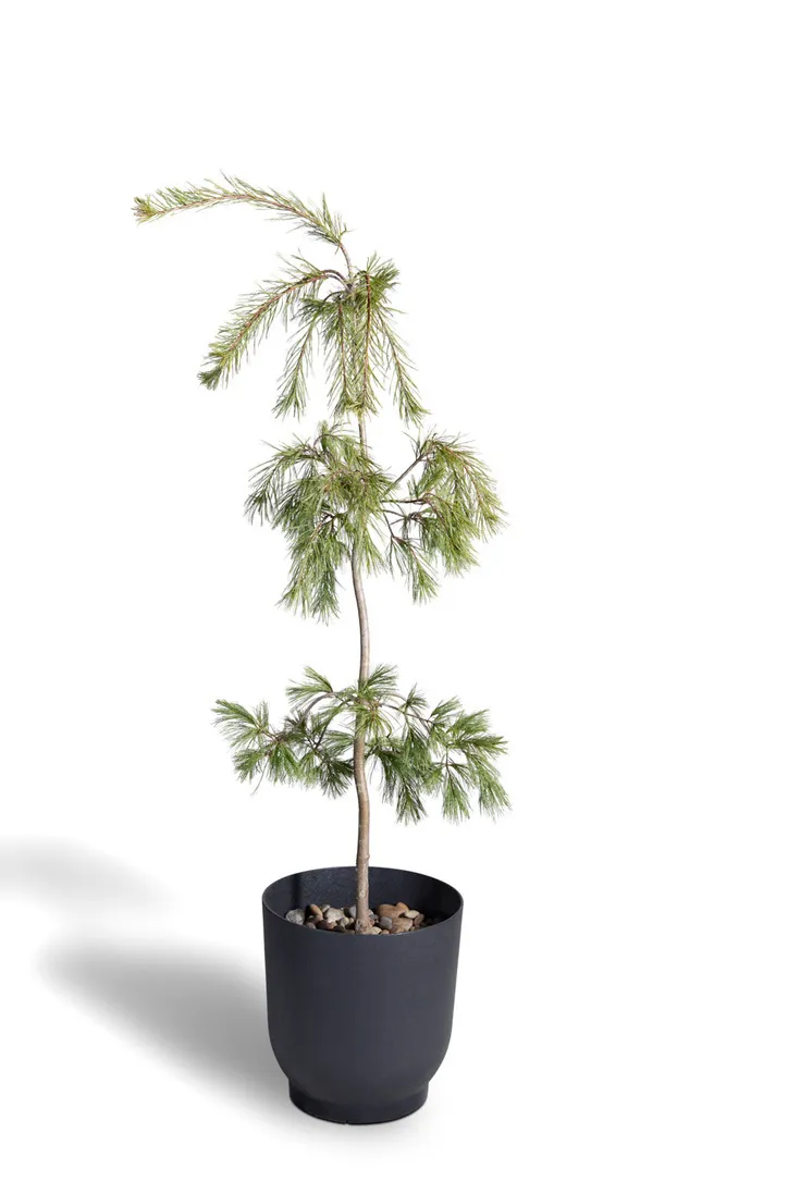 Evergreen Plants