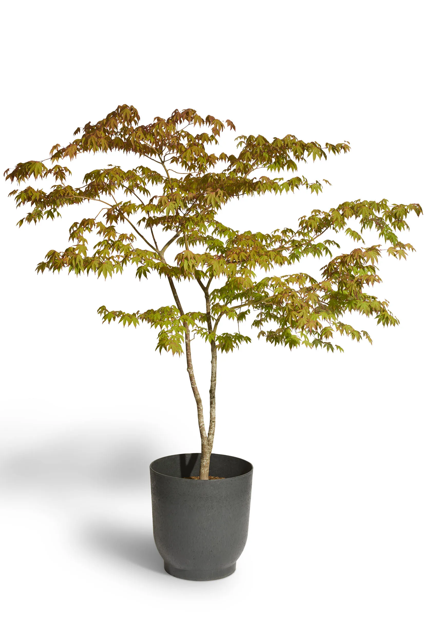 6-8' Plants