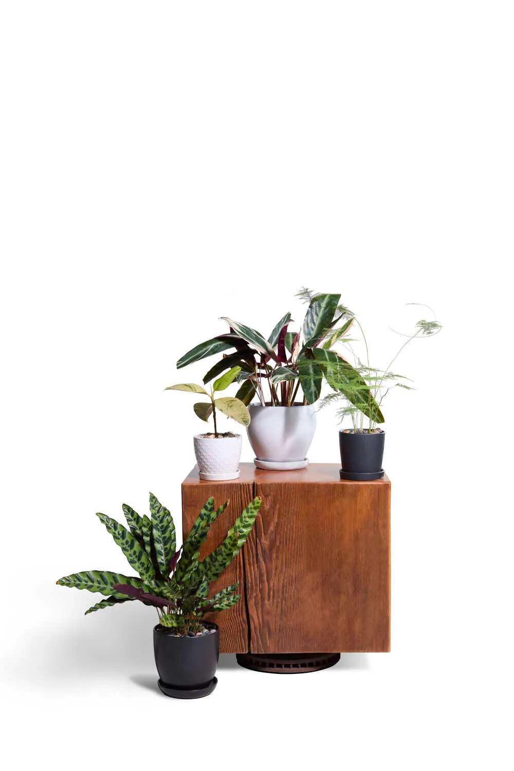 Tabletop plants