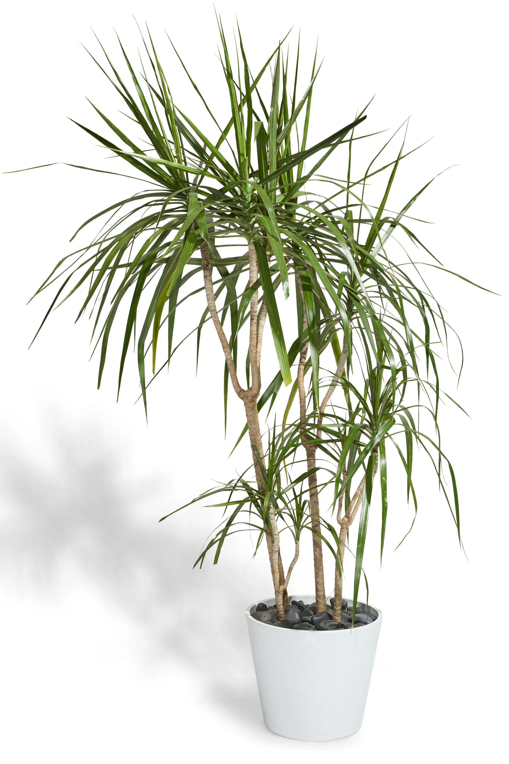 5-6' Plants