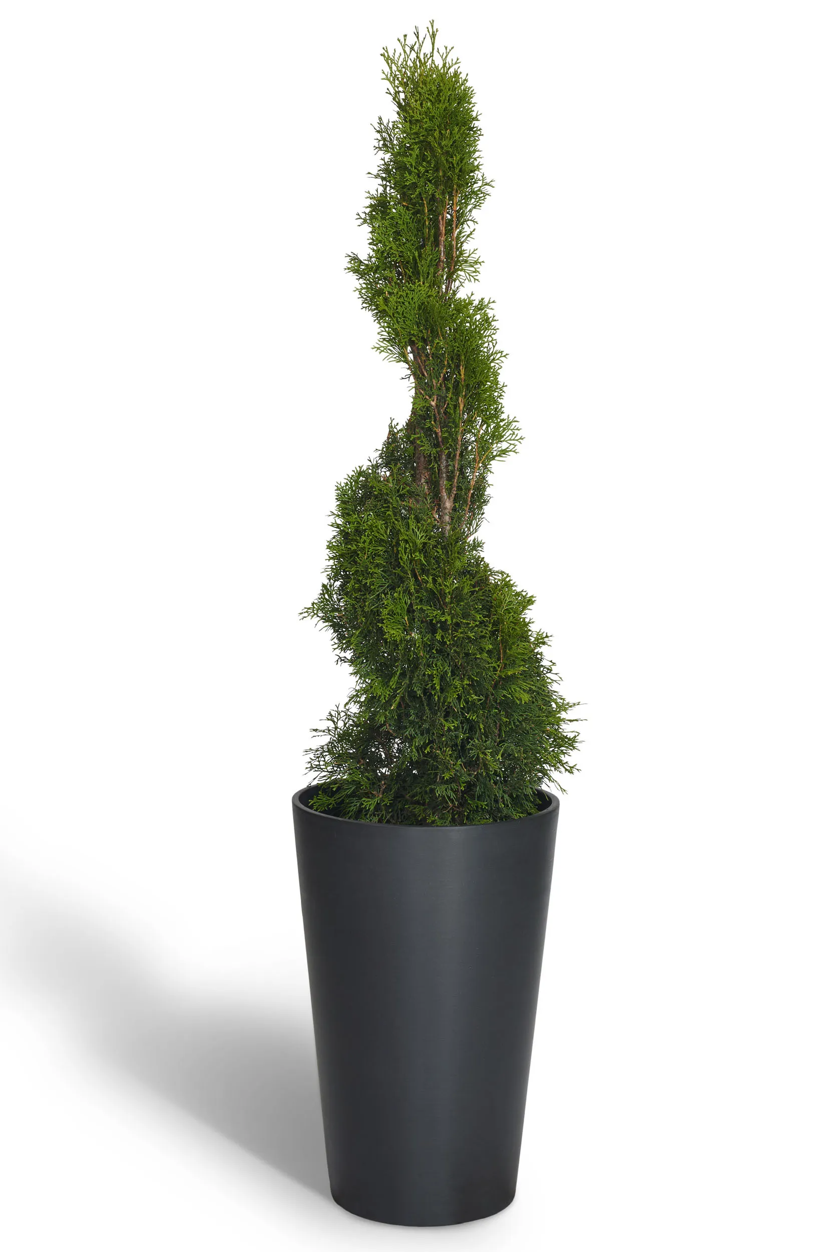Outdoor Plants