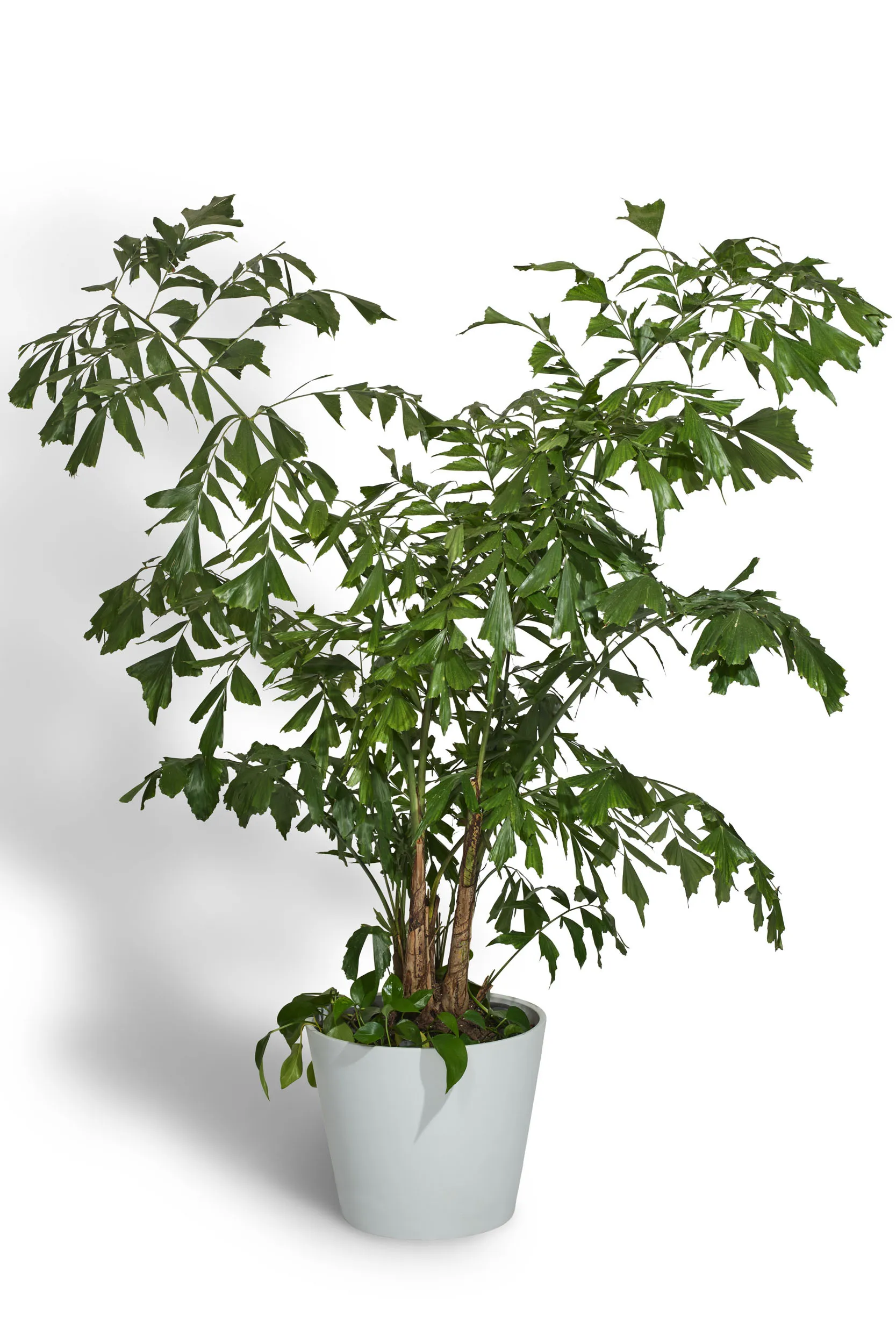 Plants by Style