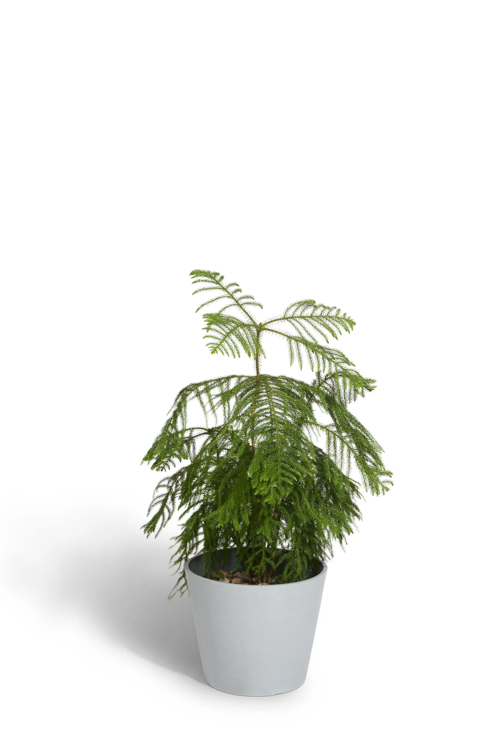 3-4' Plants