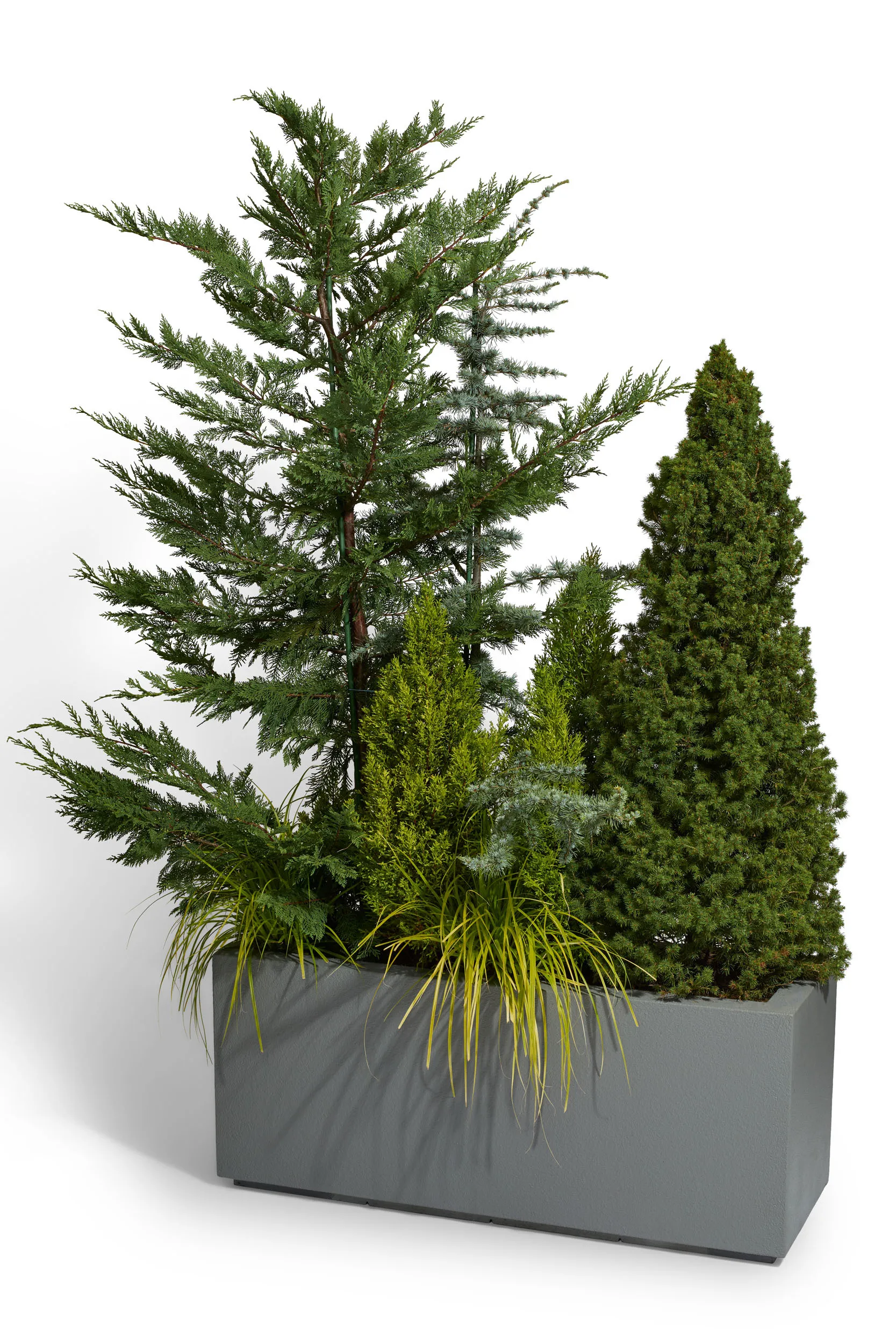 Privacy Plants
