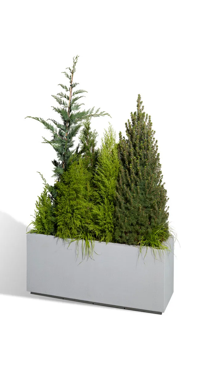 Screening Plants
