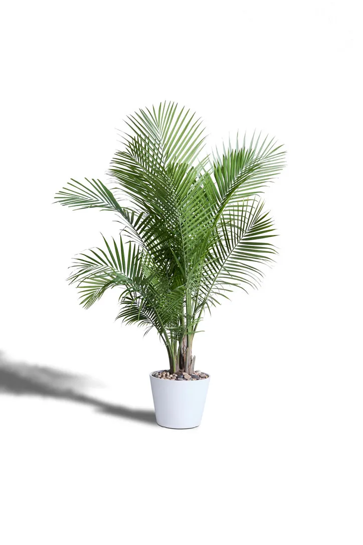 Tropical Plants