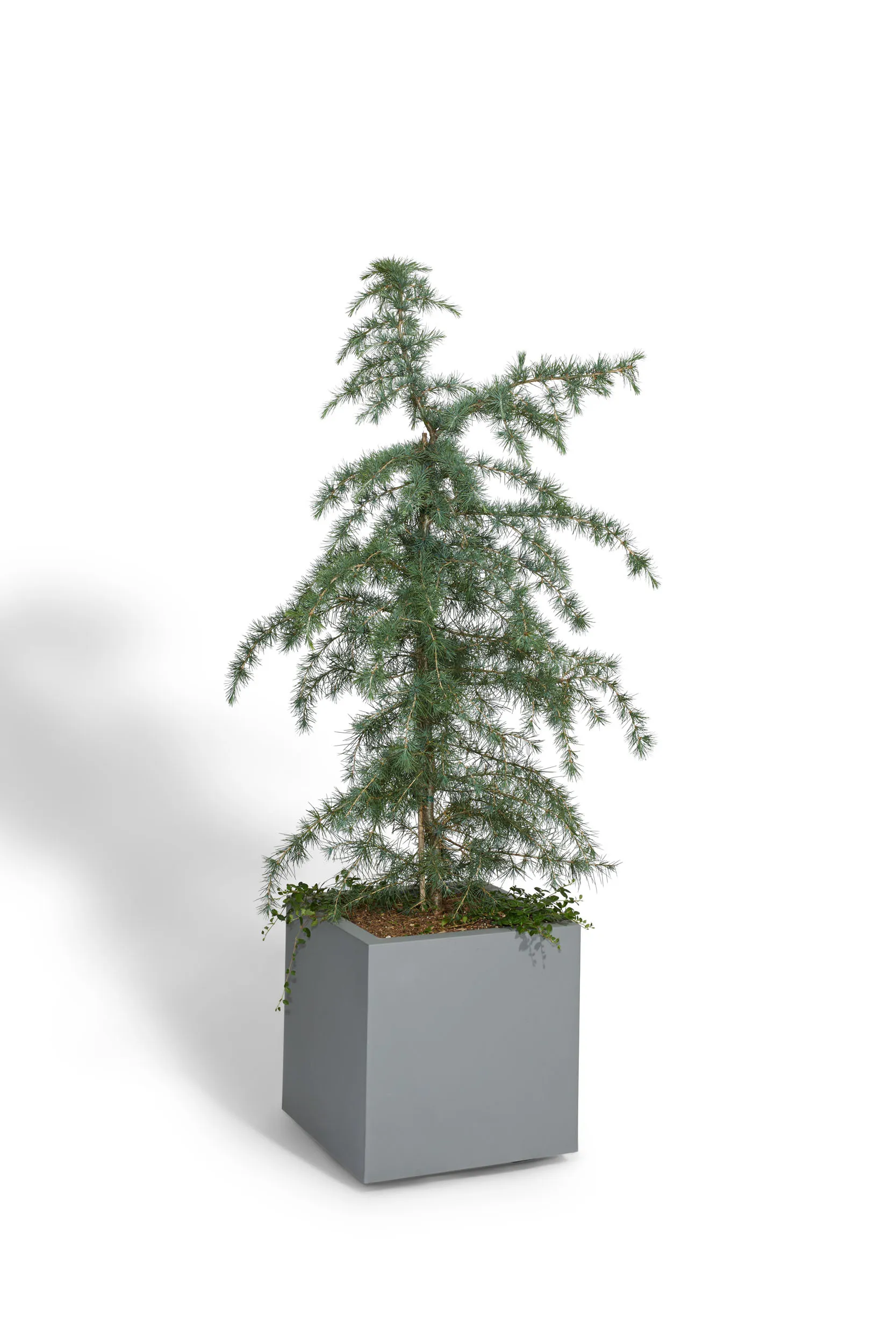 4-5' Plants