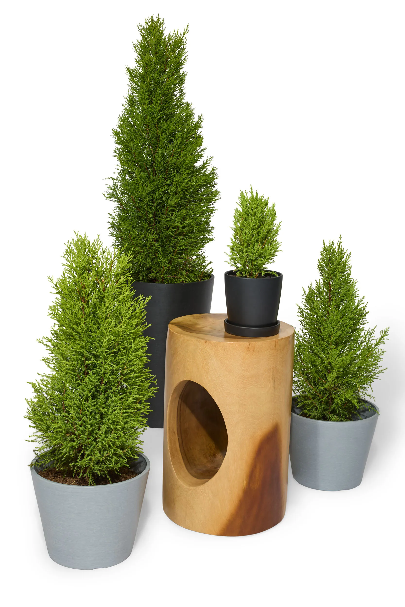 Plants by Size