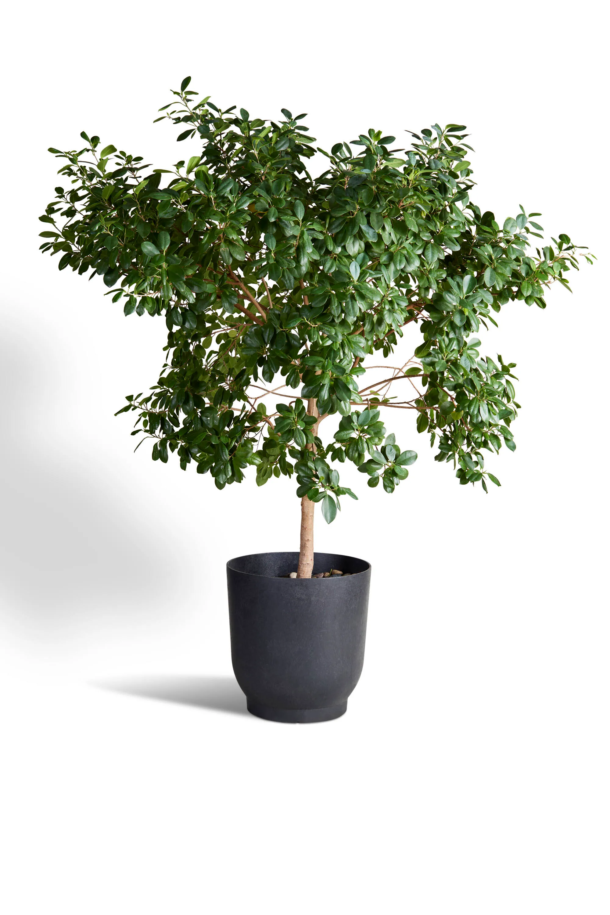 Laurel Fig