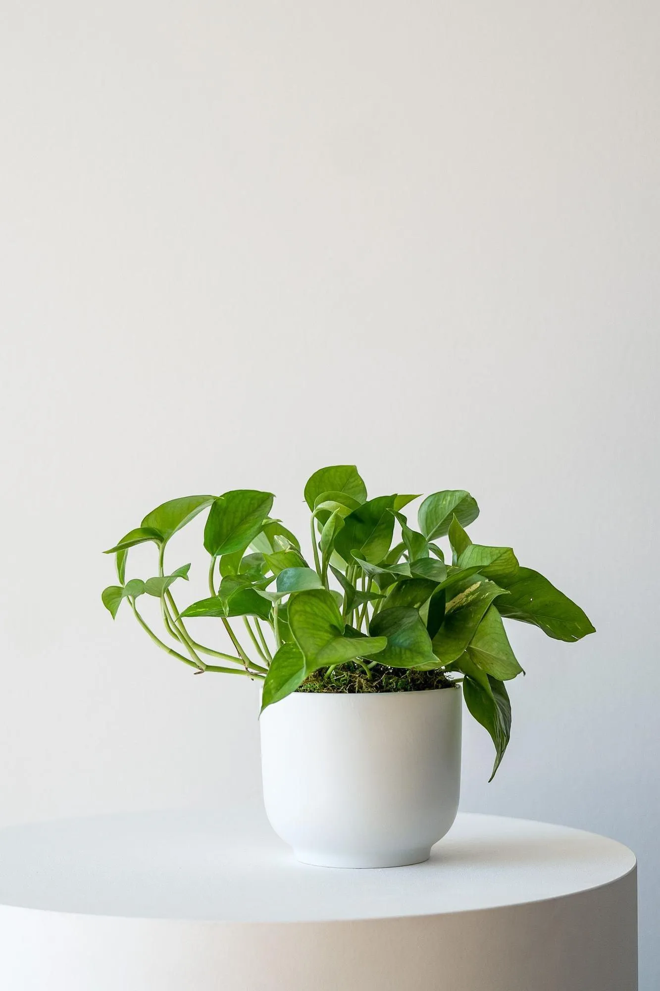 Centerpiece Pothos