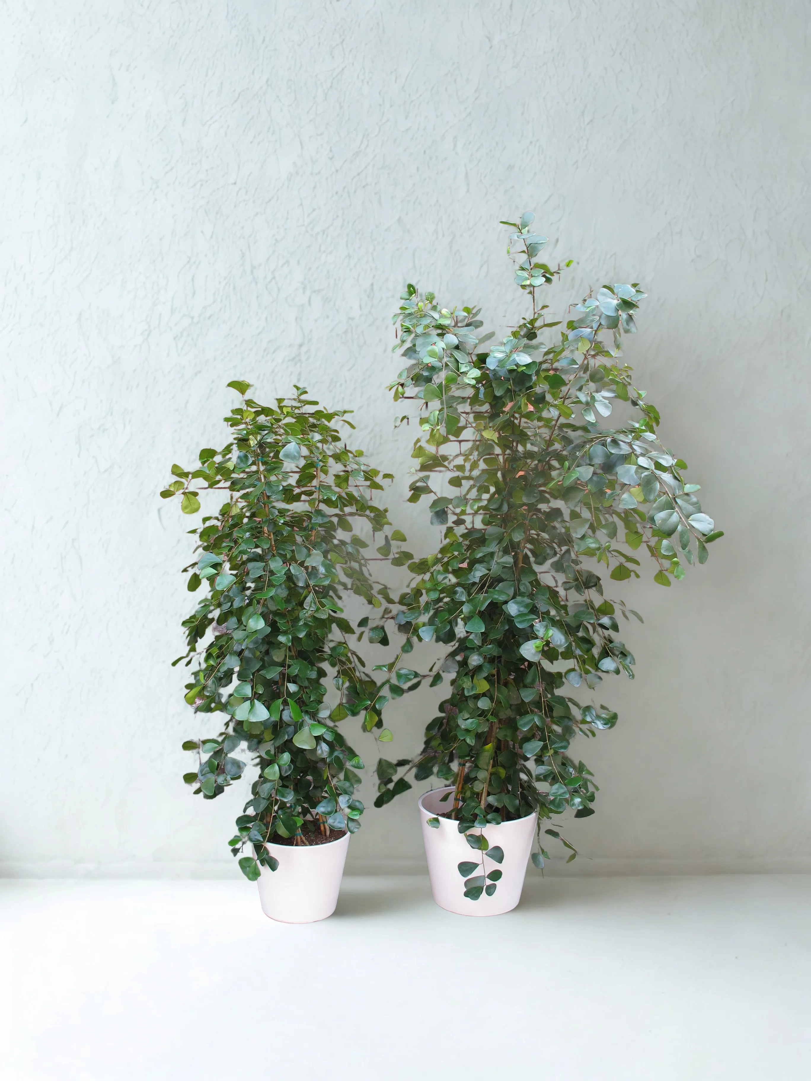 Triangle Fig