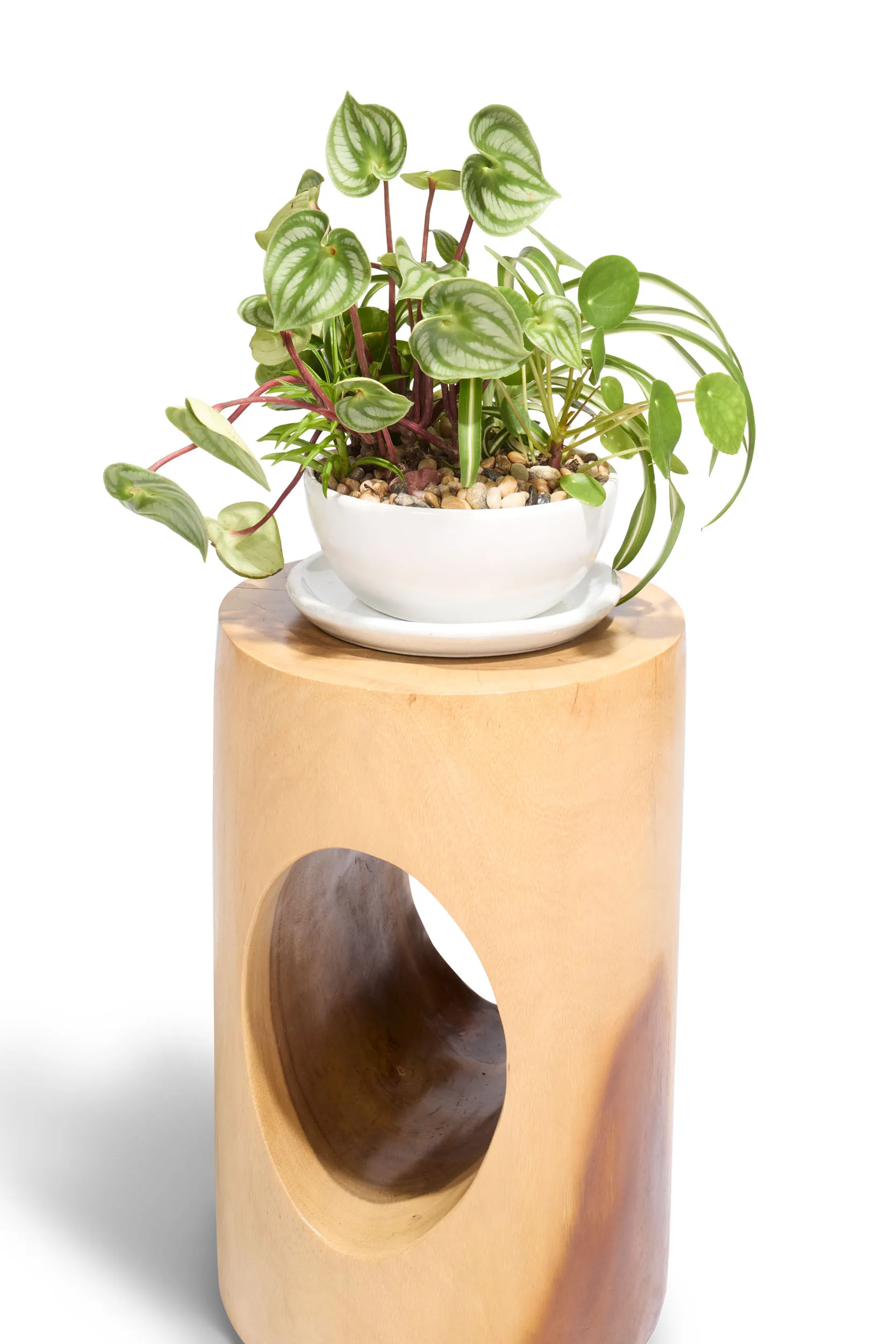Tabletop Planter - Lush & Leafy