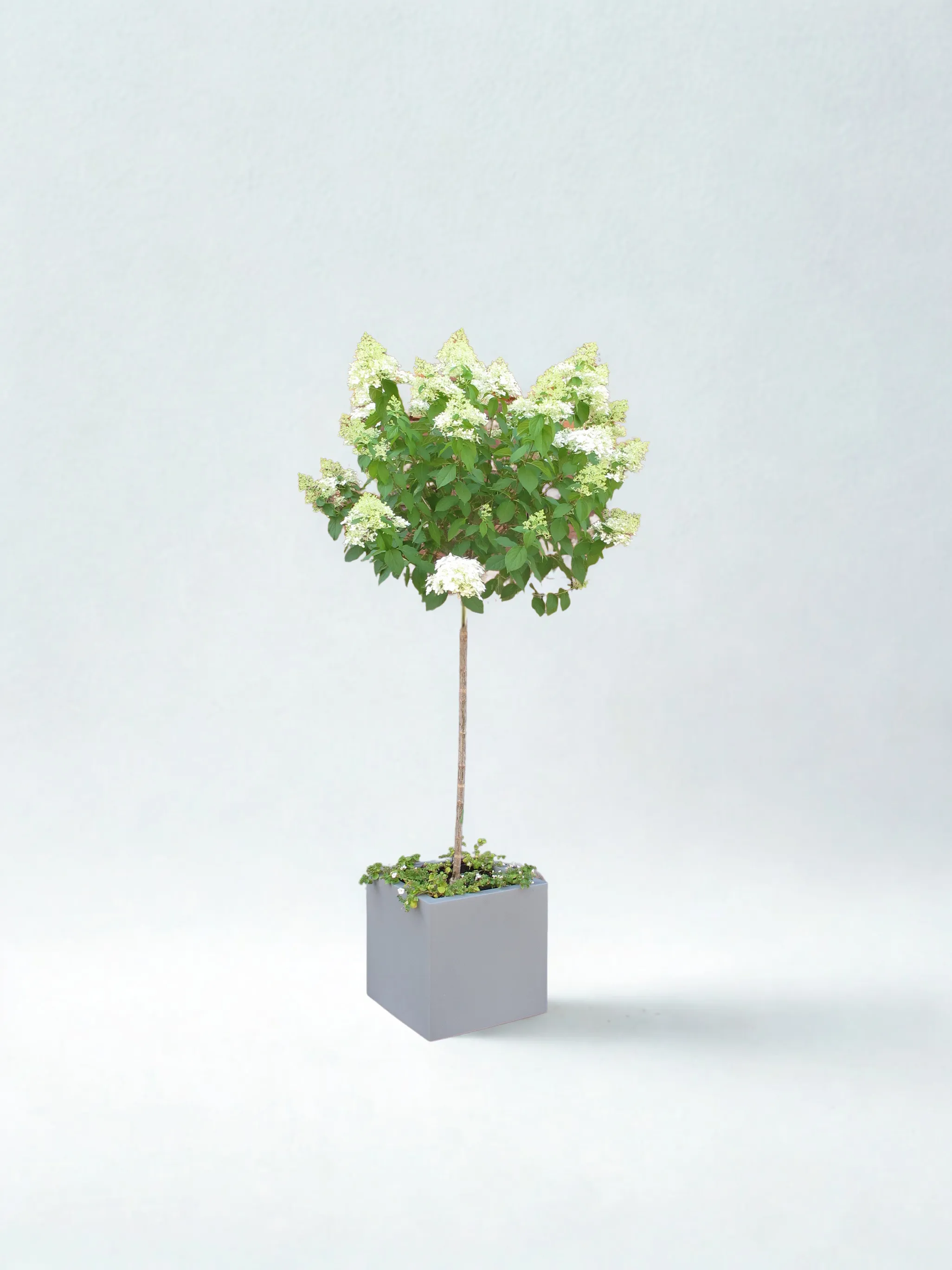 Hydrangea Tree