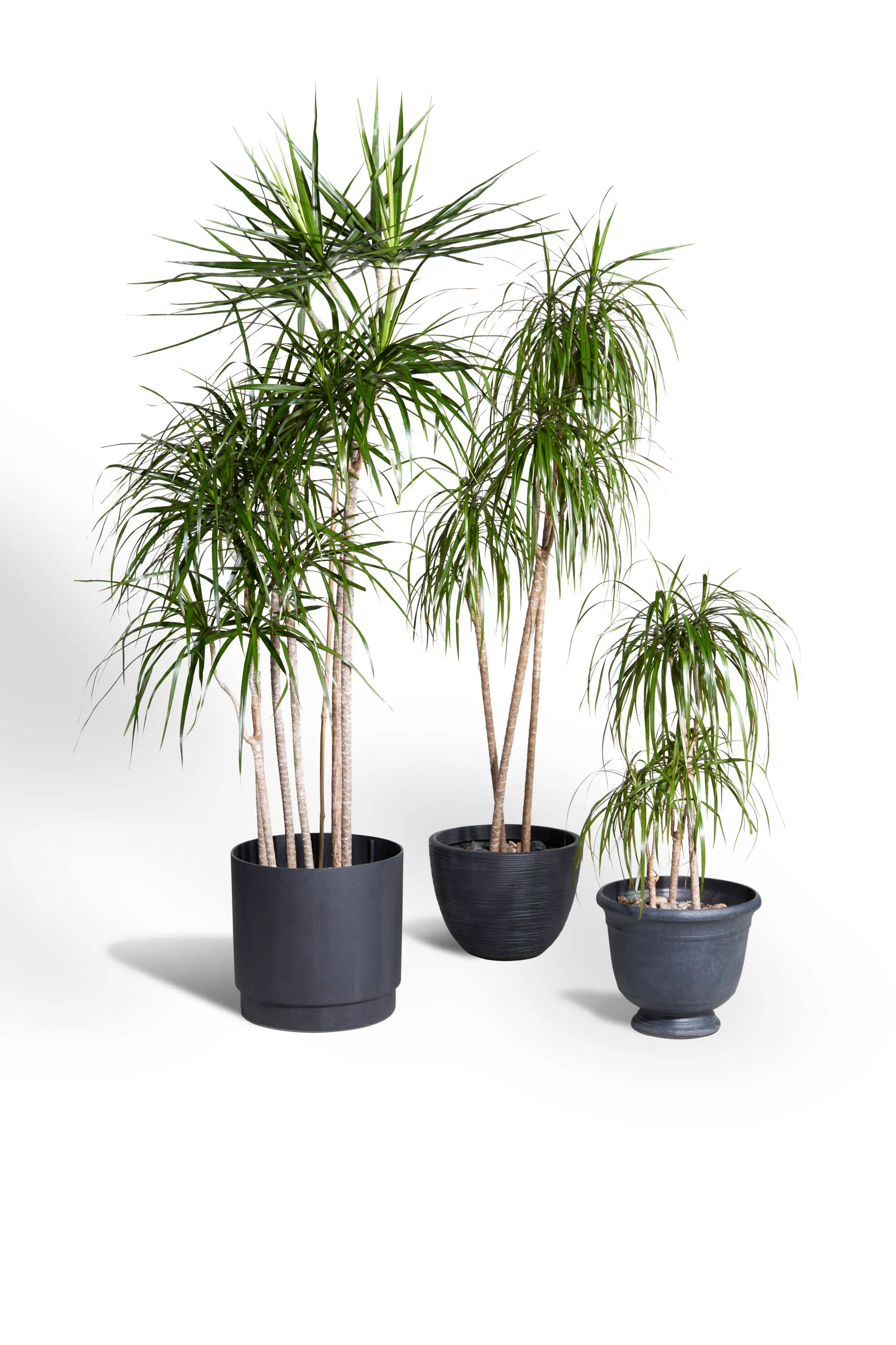 Dracaena