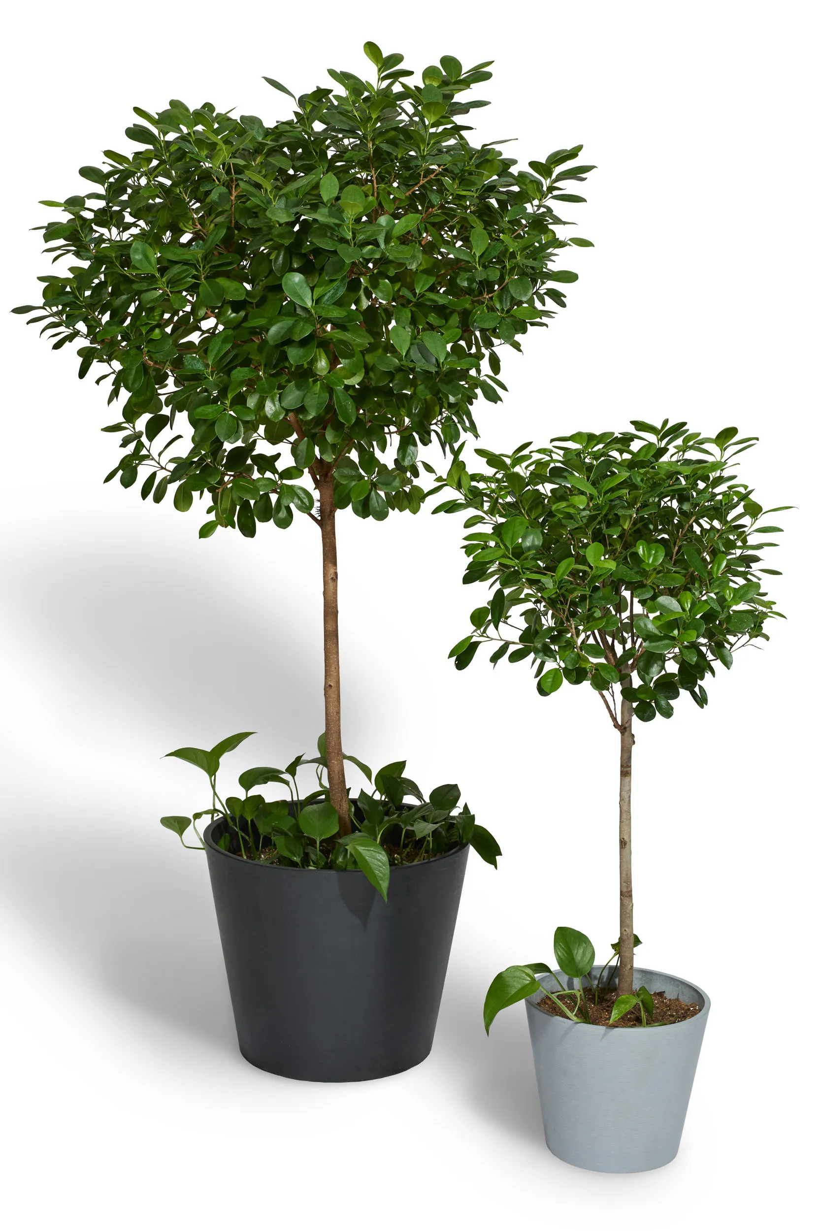Laurel Fig