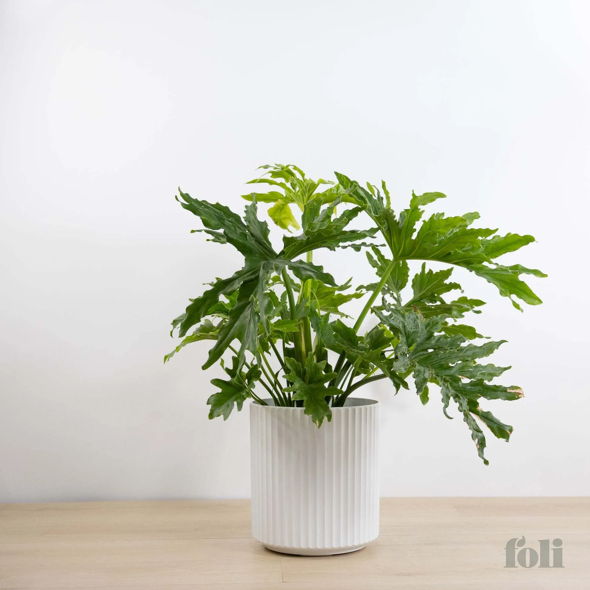 Tree Philodendron