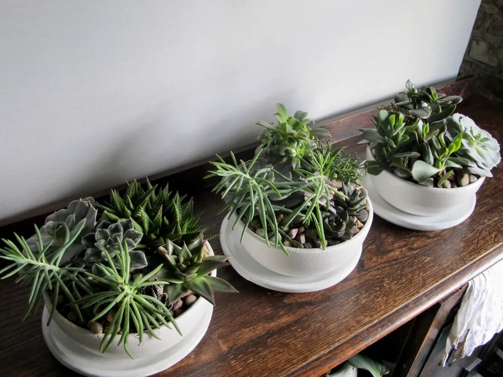 Dinner is Served - Succulent Menu