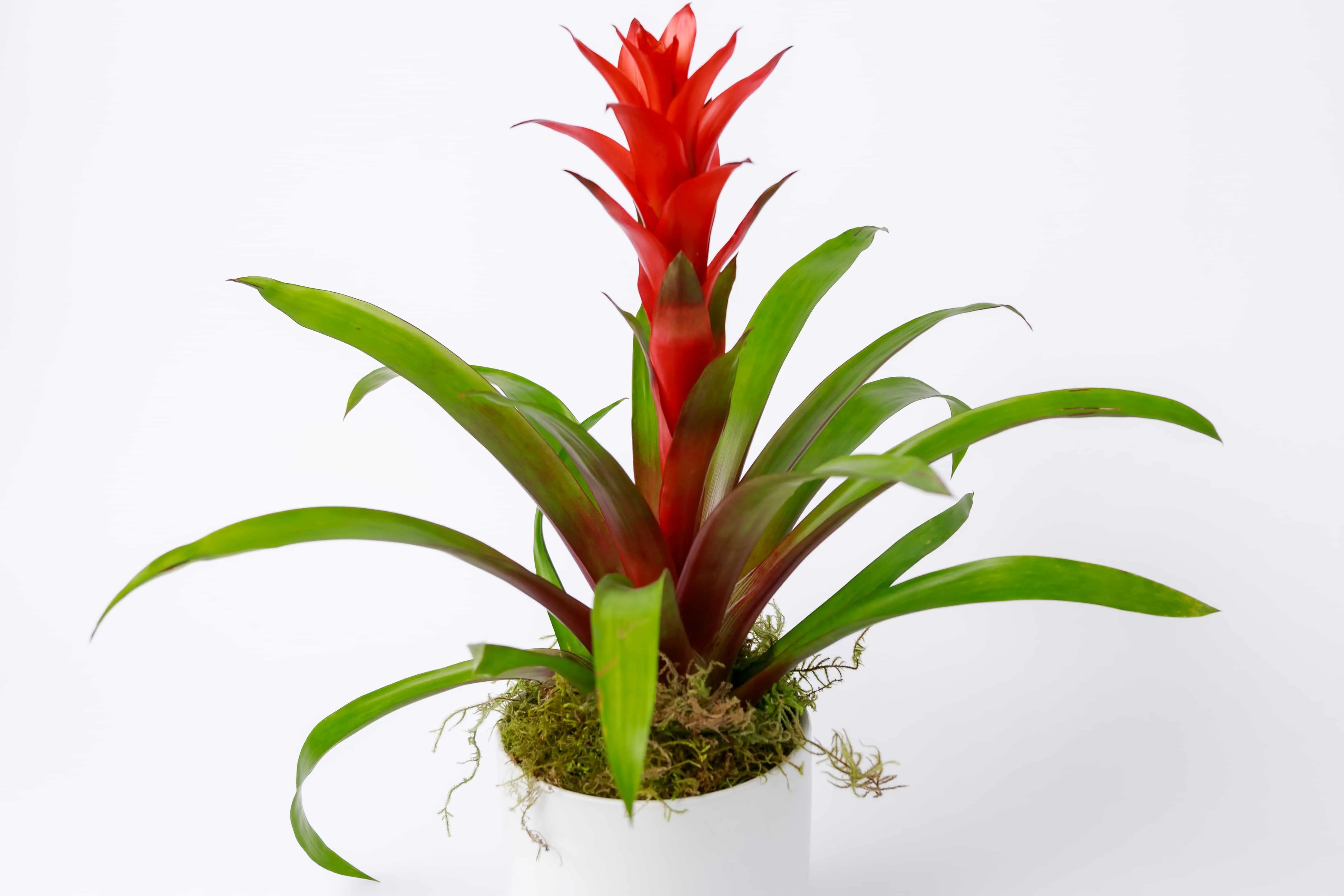 Bromeliad