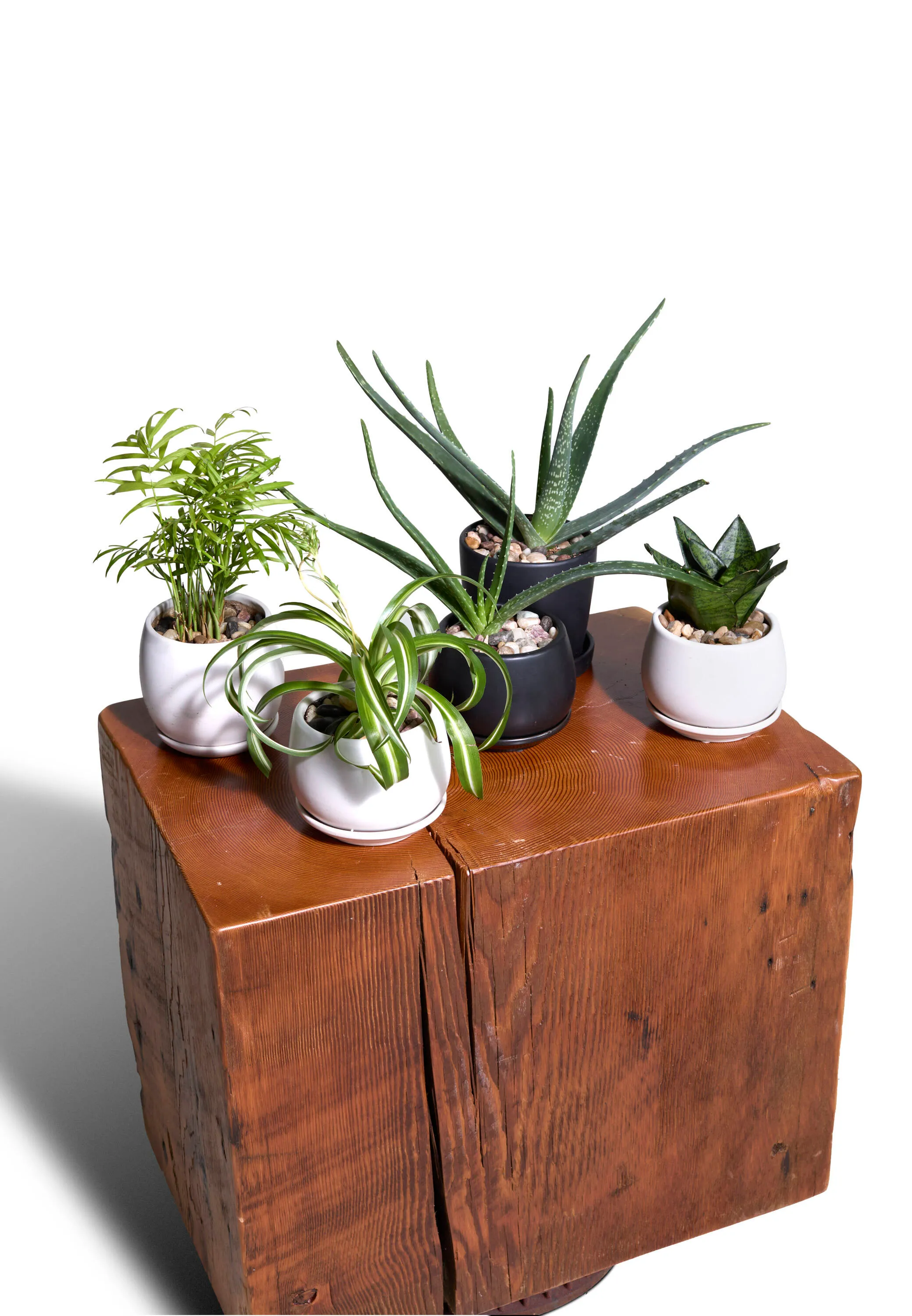 Centerpiece Plant, Small