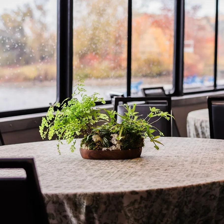 Centerpiece Plant - Fern Bowl 