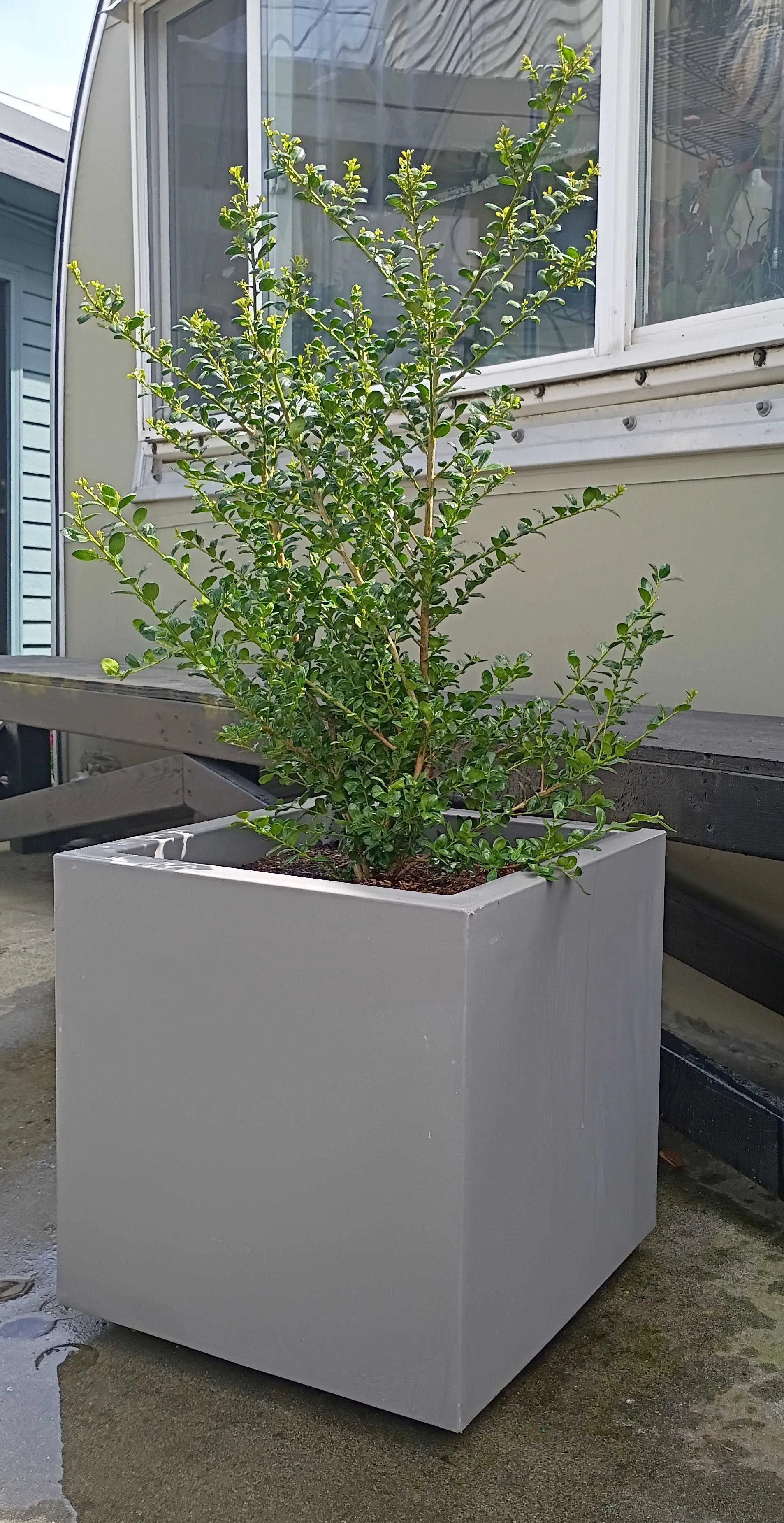 Northern Ilex