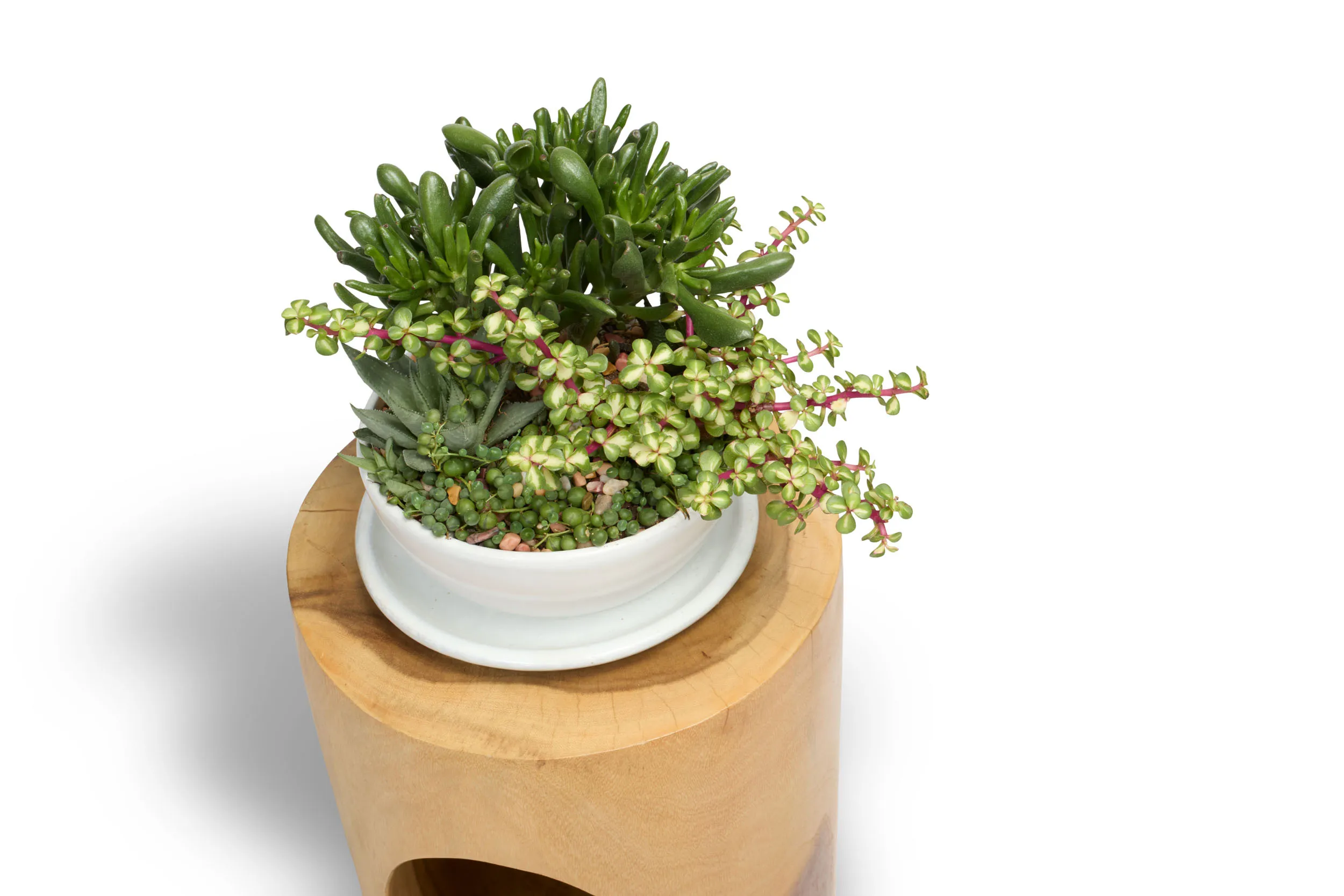 Tabletop Planter - Succulent