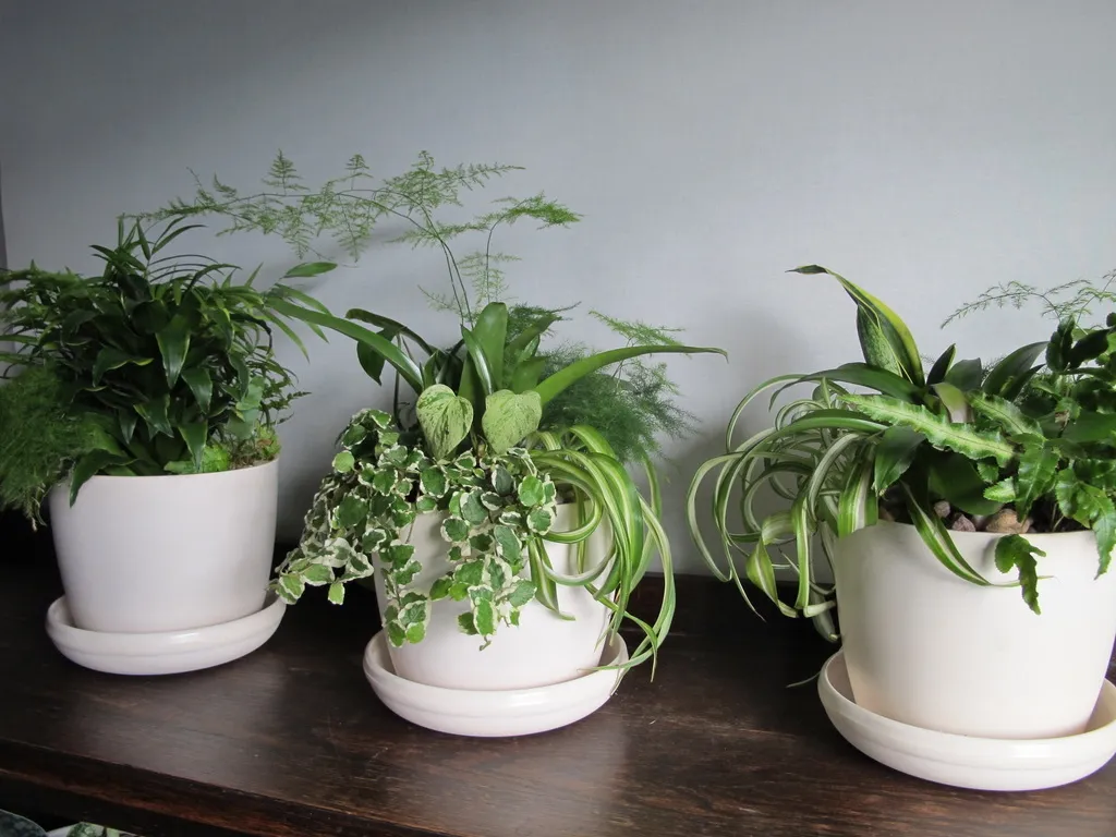 Tabletop Planter - Lush & Leafy