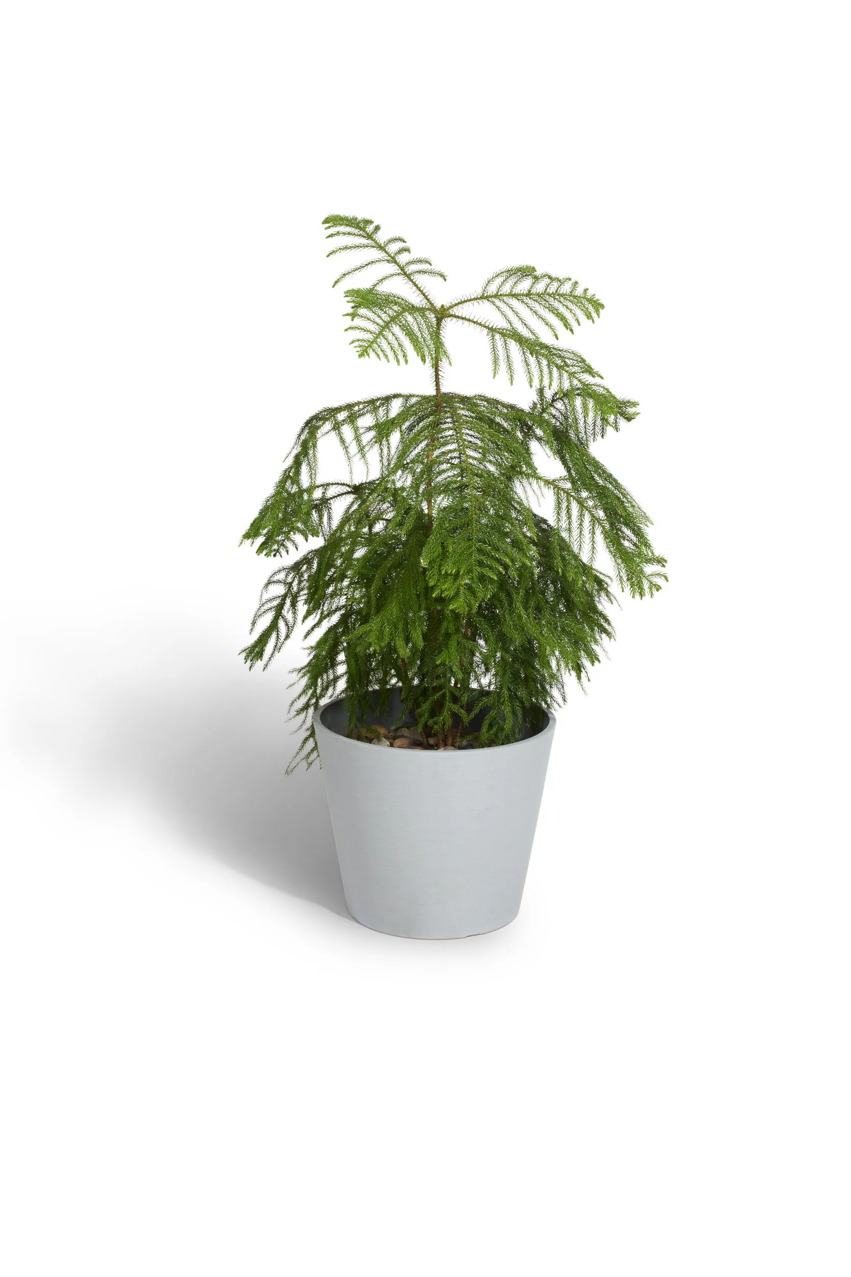 Norfolk Island Pine