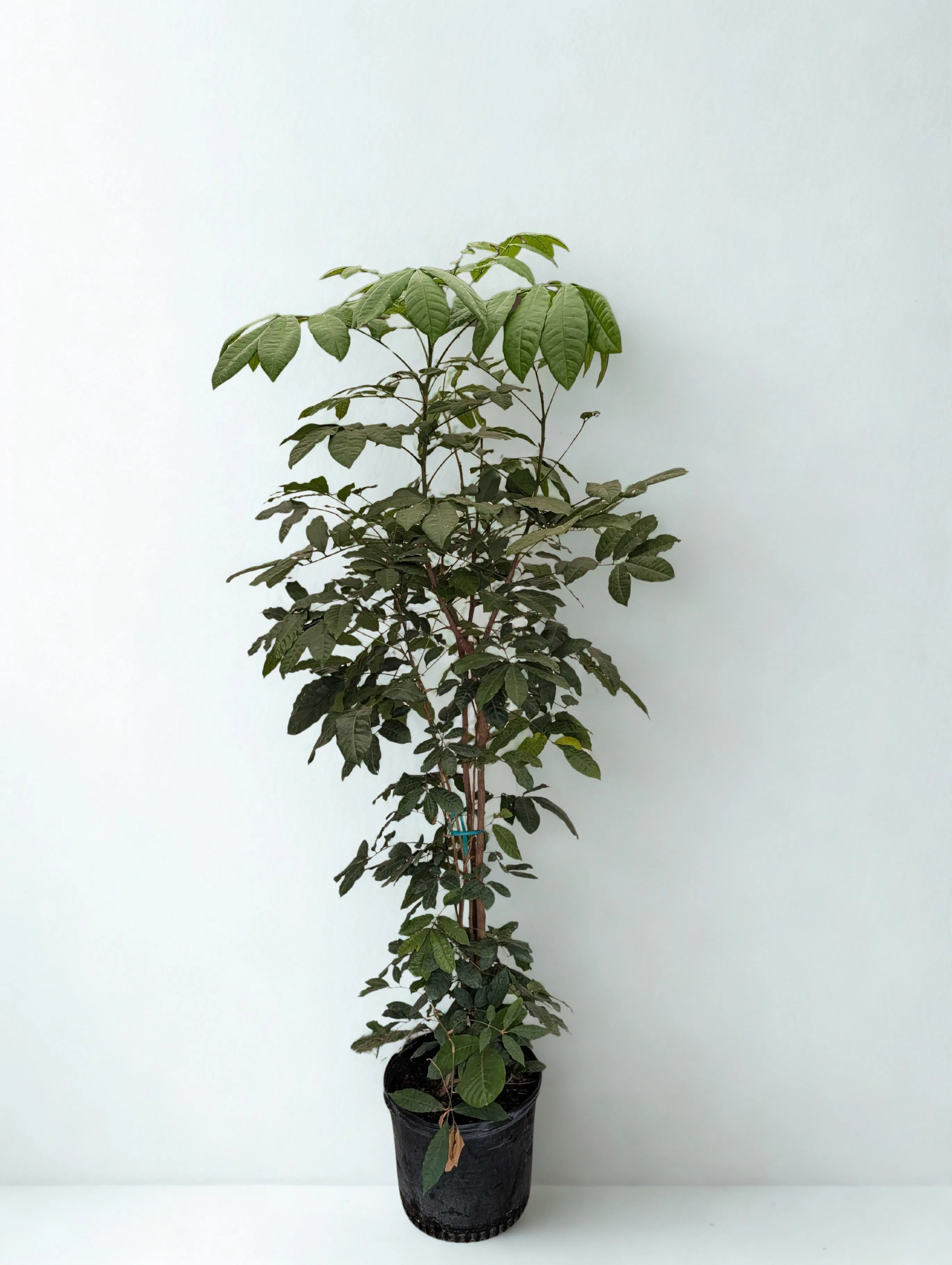 Mahogany Tree