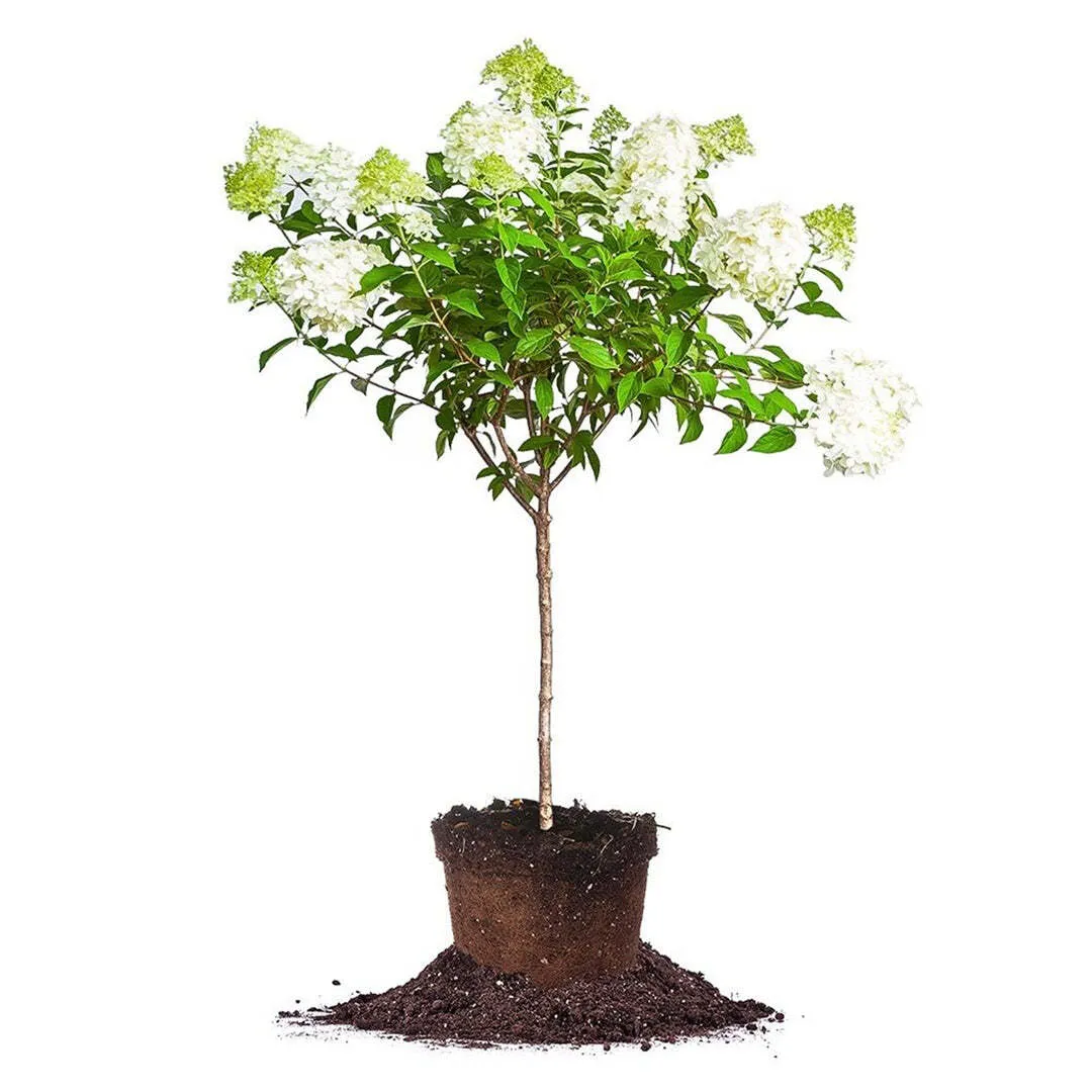 Hydrangea Tree