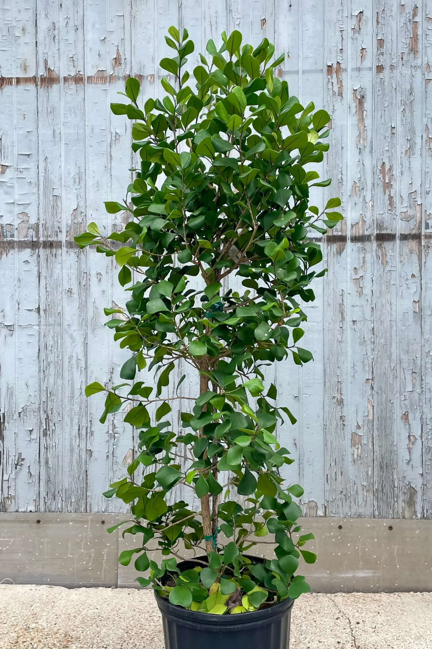 Triangle Fig