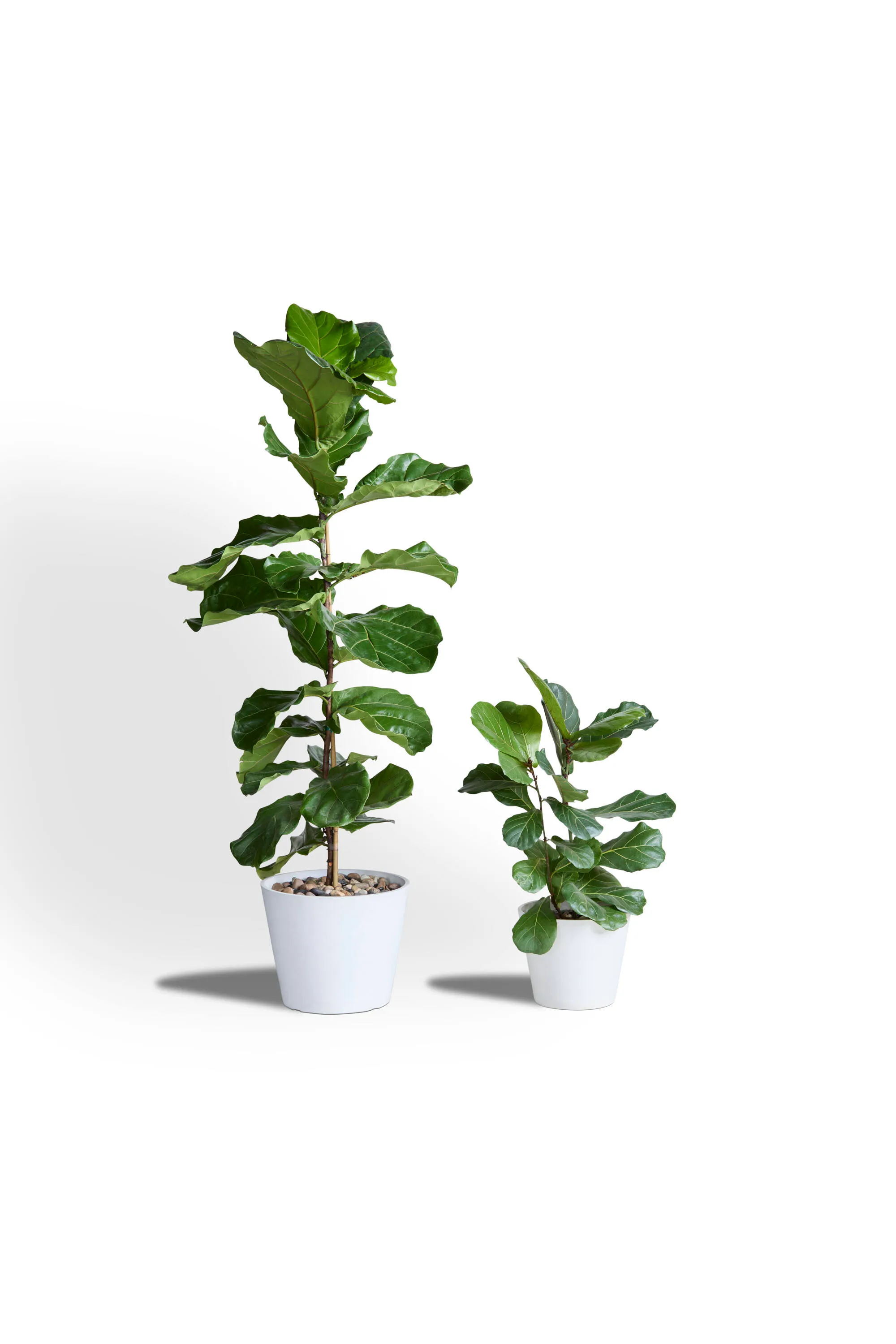 Fiddle Leaf Fig