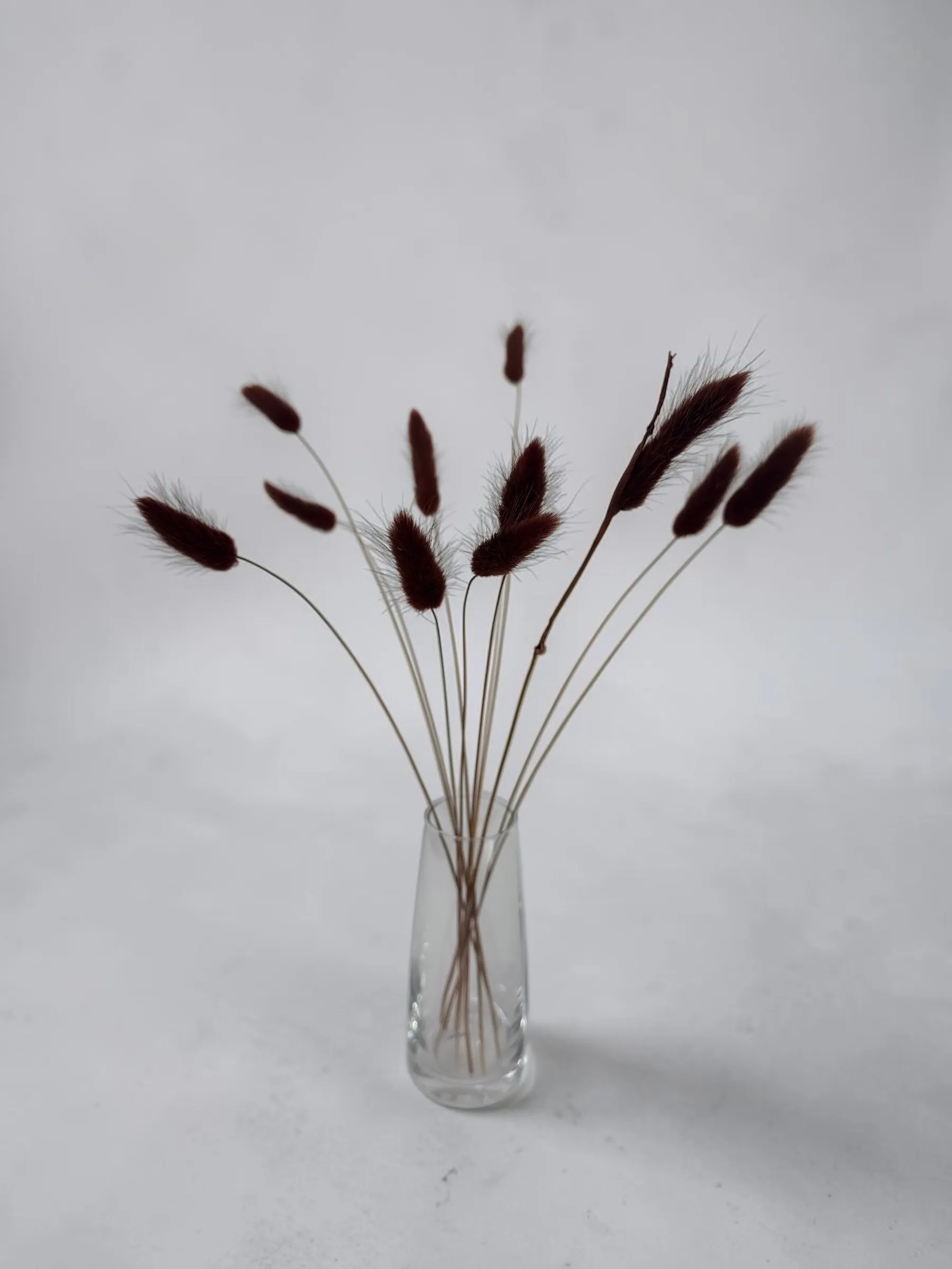 Burgundy Dried Bunny Tail Grass