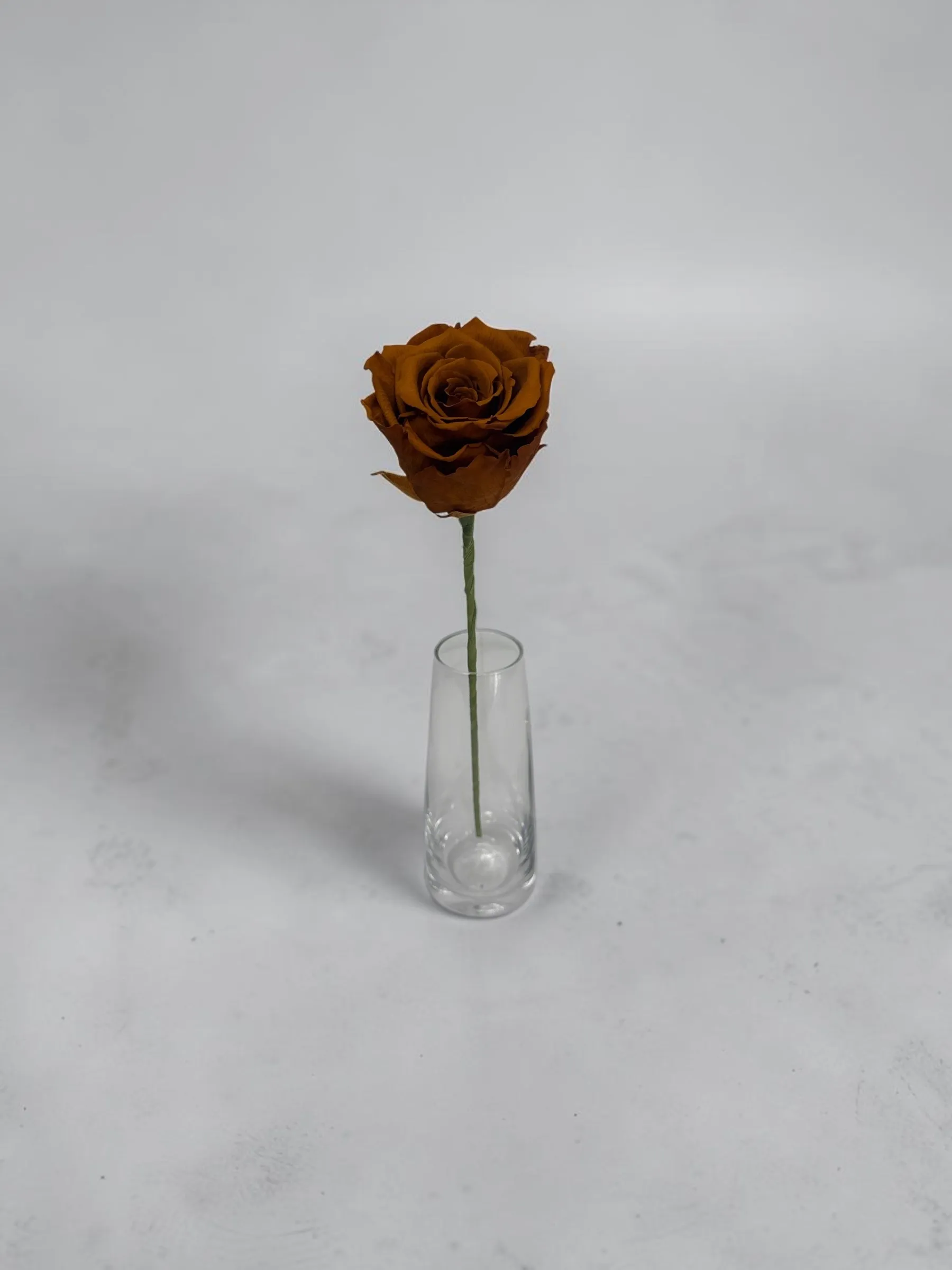Preserved Rose Toffee Rose