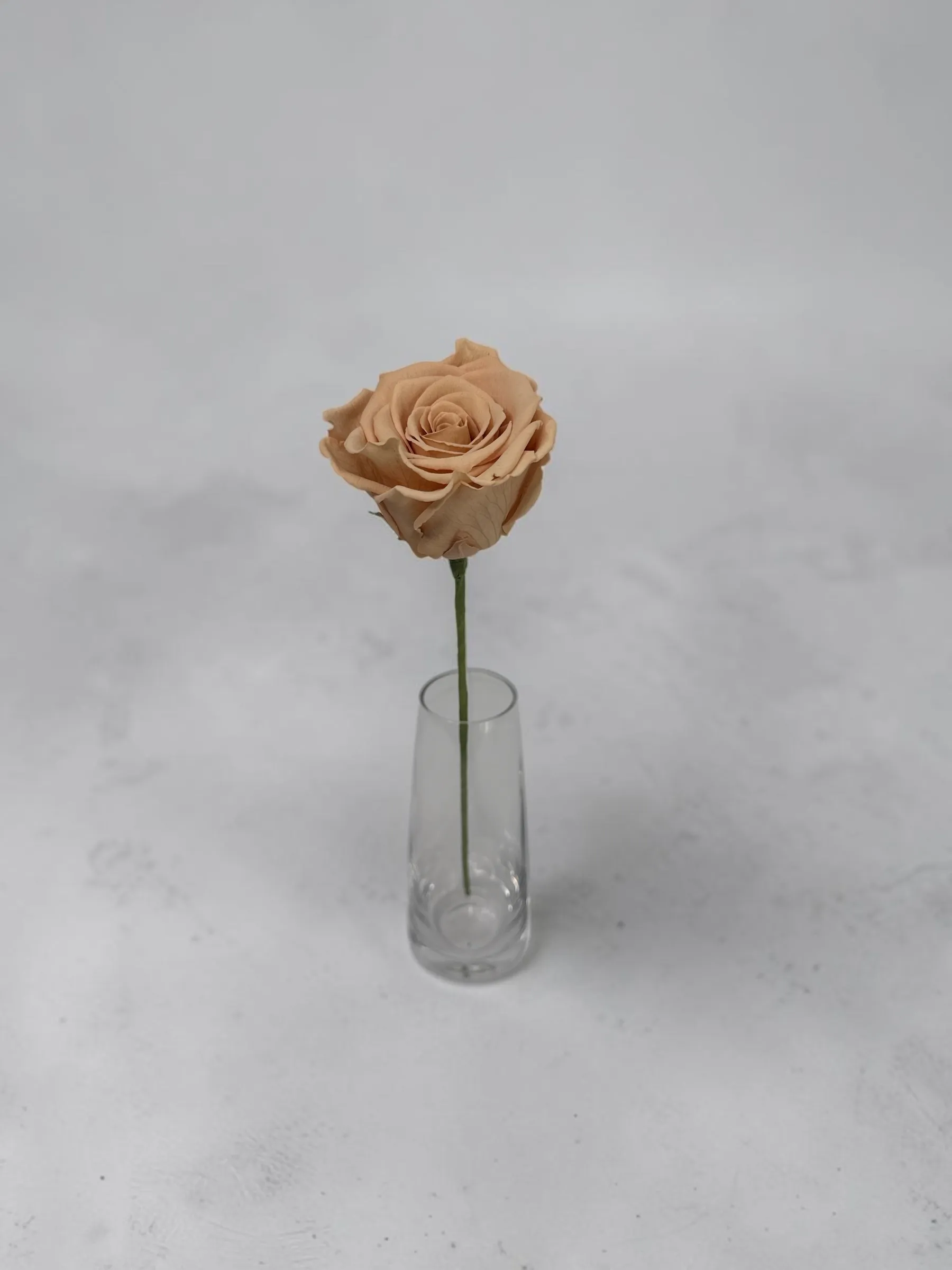 Preserved Rose Beige Rose 