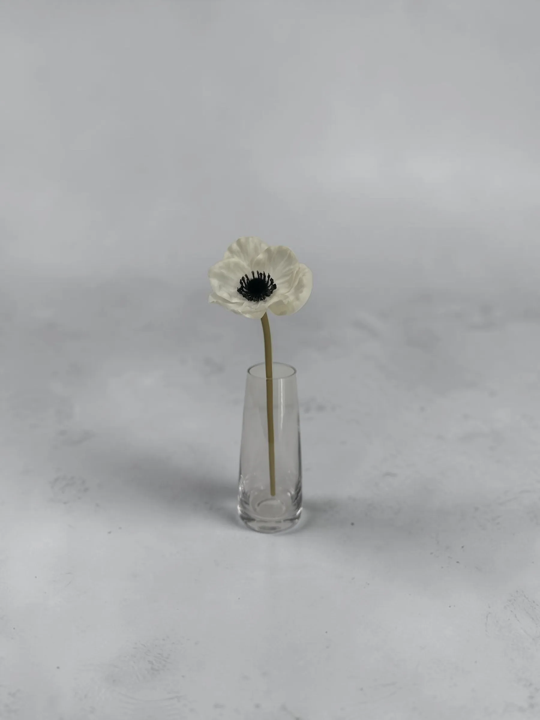 Faux Panda Anemone