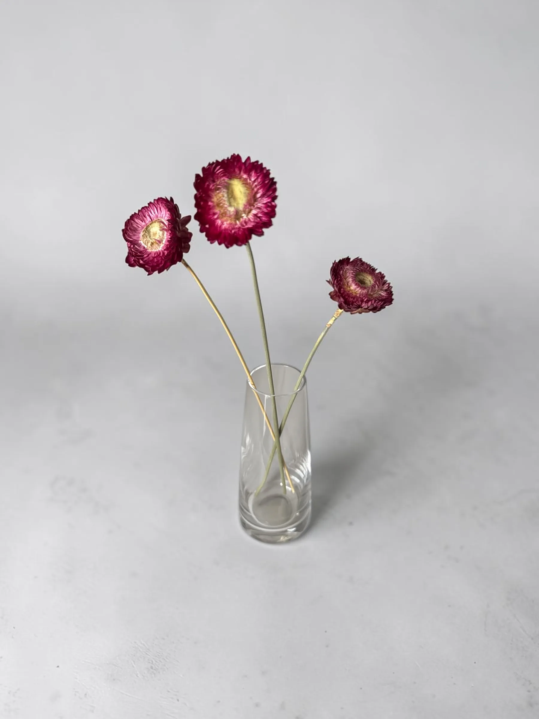 Burgundy Straw Flower 3stem