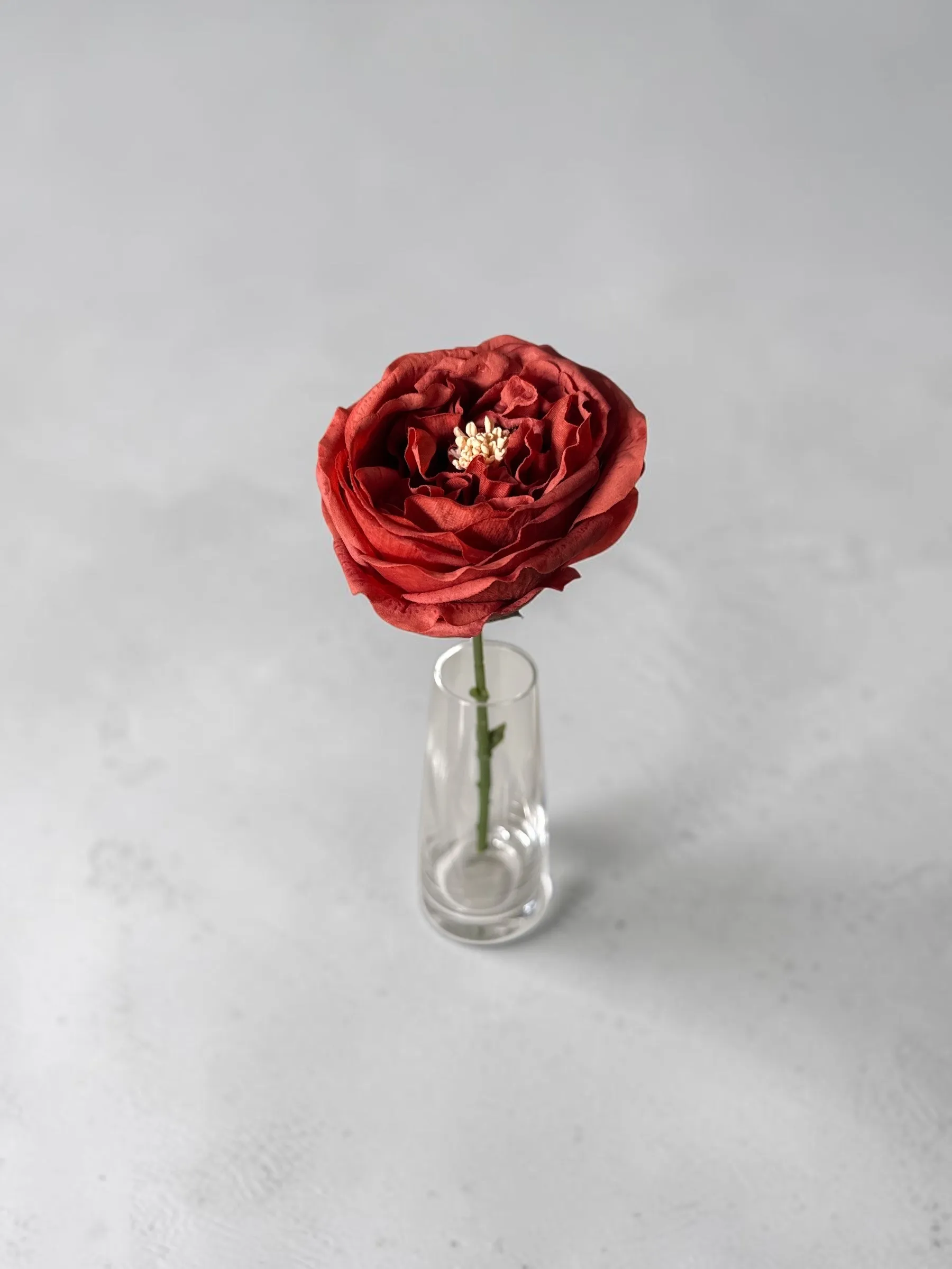 Burnt Orange Garden Rose
